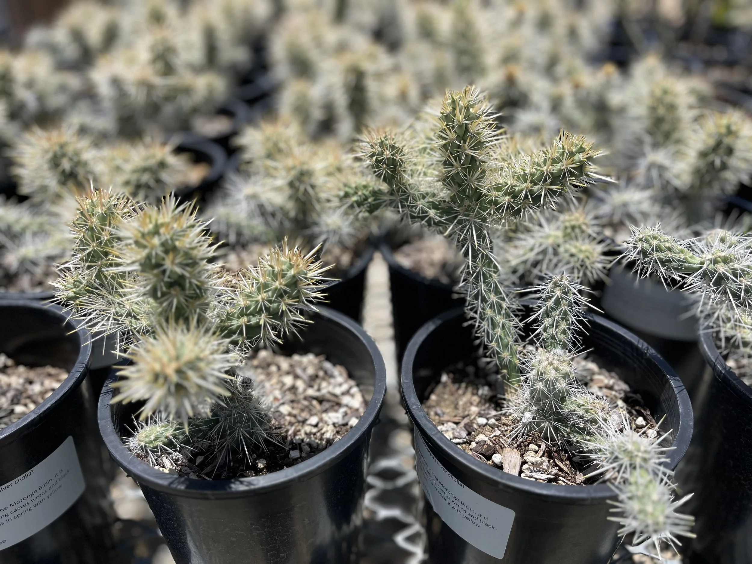 Cylindropuntia echinocarpa-2.jpg