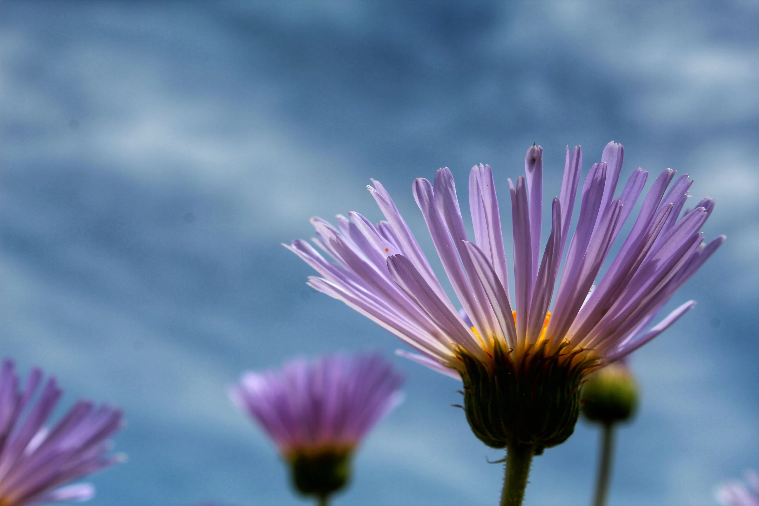 Jared Quentin XYLORHIZA TORTIFOLIA - MOJAVE ASTER - JOSHUA TREE NP iStock-1146084392.jpg