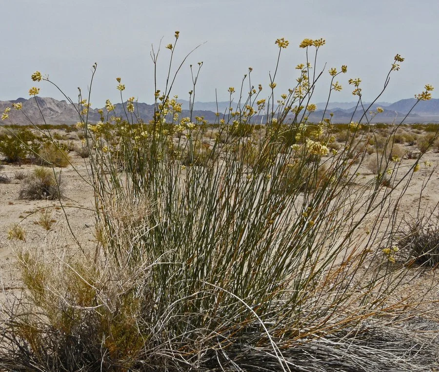 Rush milkweed (Asclepias subulata)