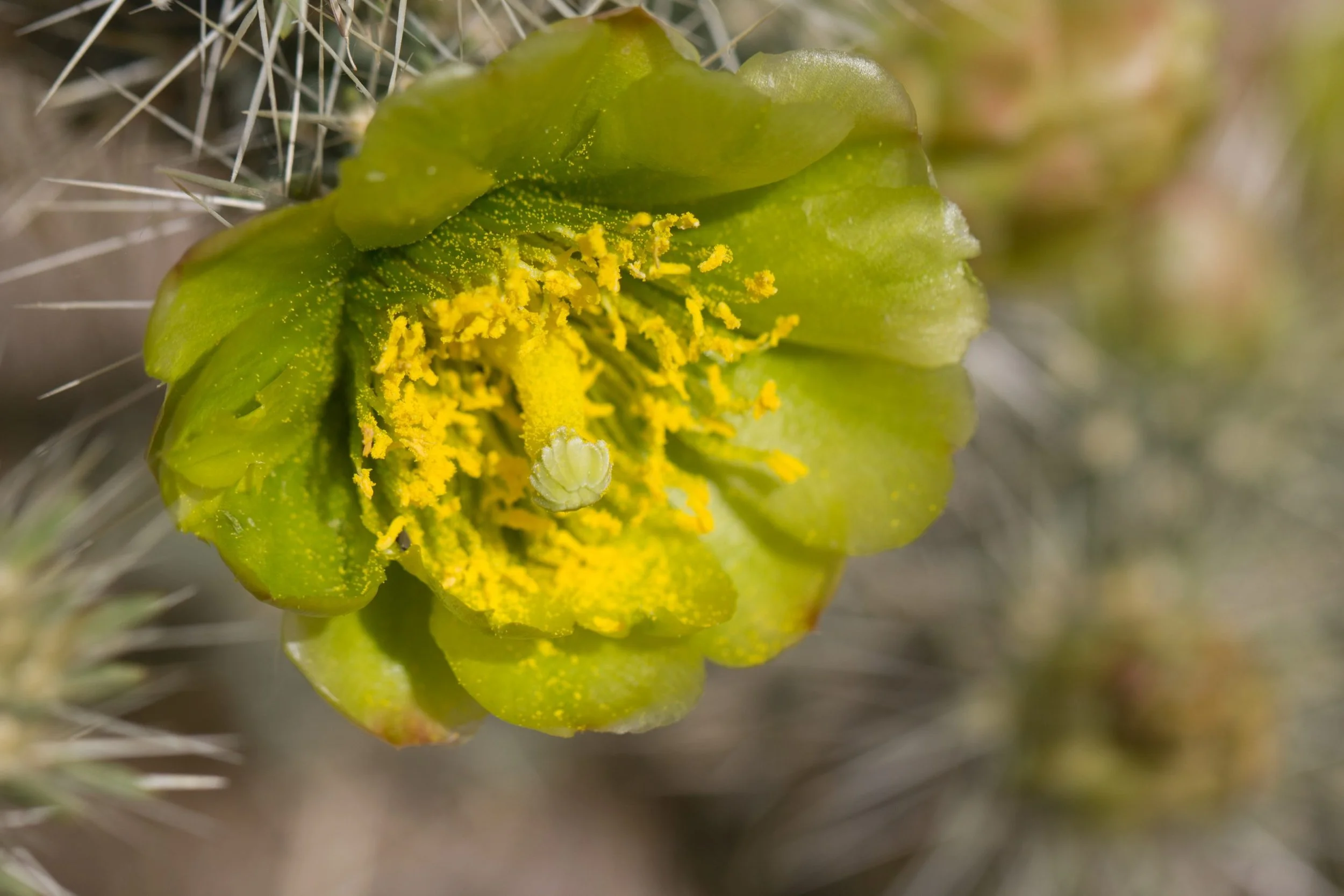 Cylindropuntia-echinocarpa-3-scaled.jpg