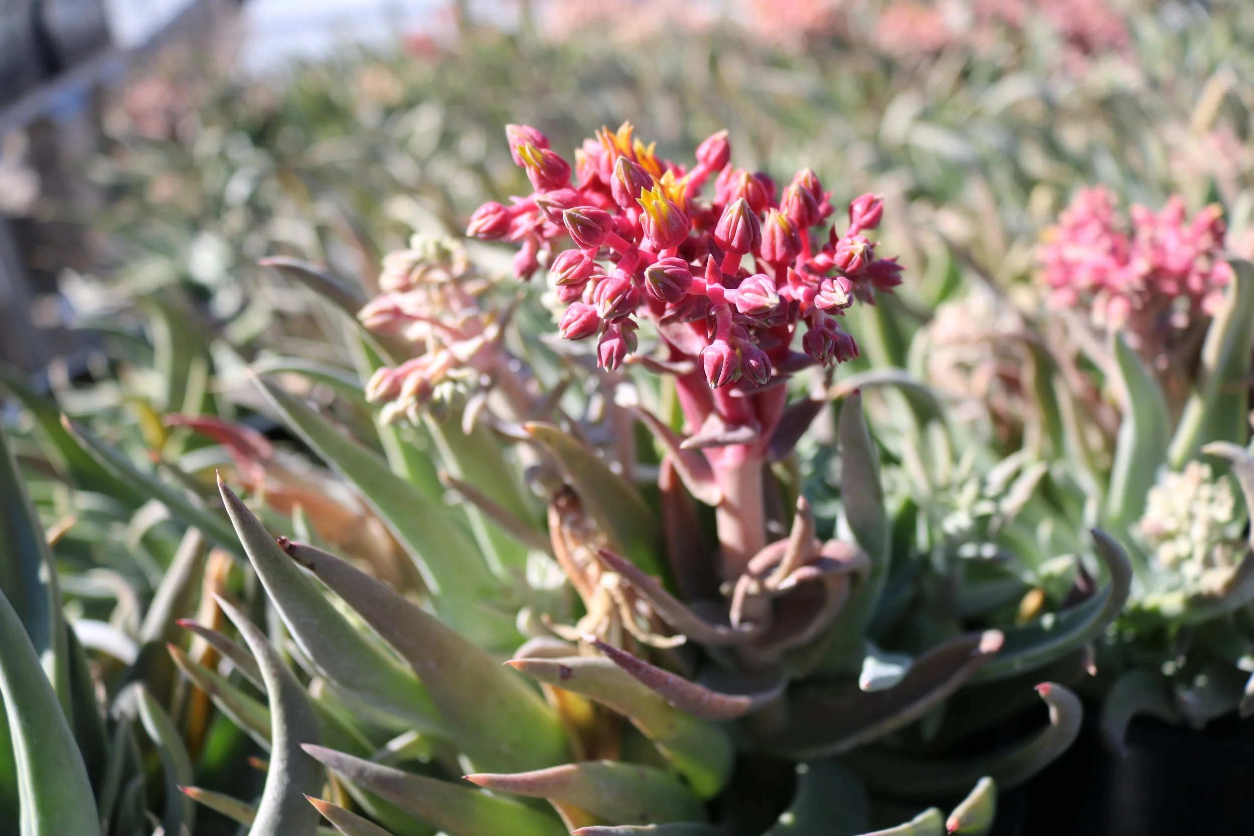Desert dudleya (Dudleya saxosa spp. aloides)