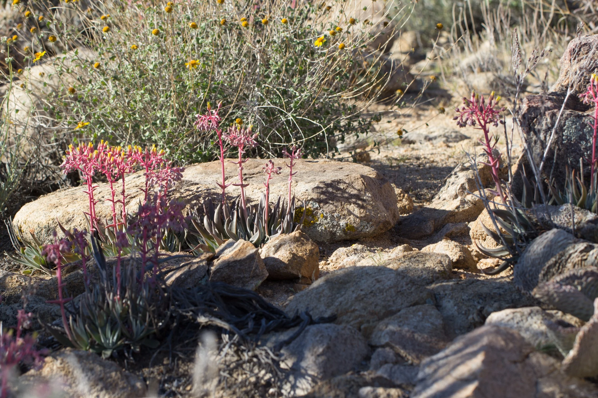Dudleya saxosa-10.jpg