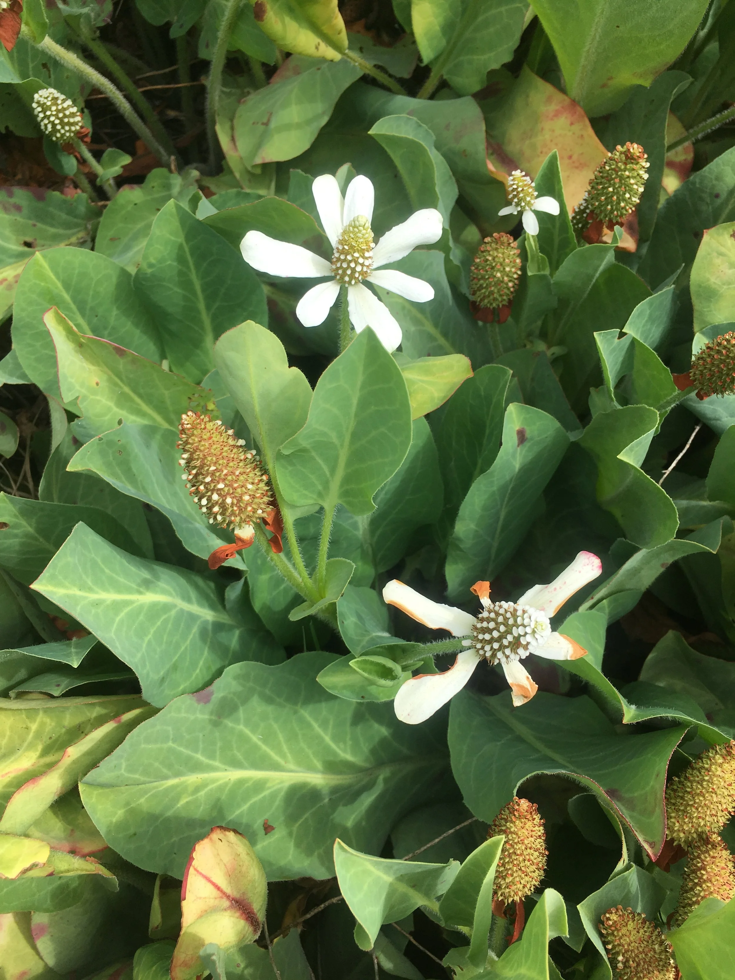 Anemopsis californica Yerba Mansa_Morongo Preserve_2.jpg