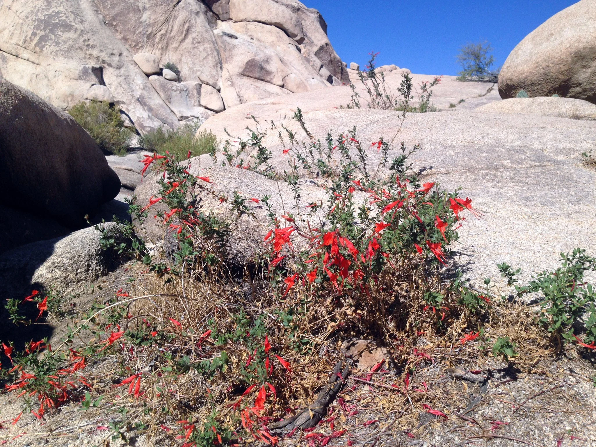 Epilobium canum CA fuchsia_JOTR_2.jpg