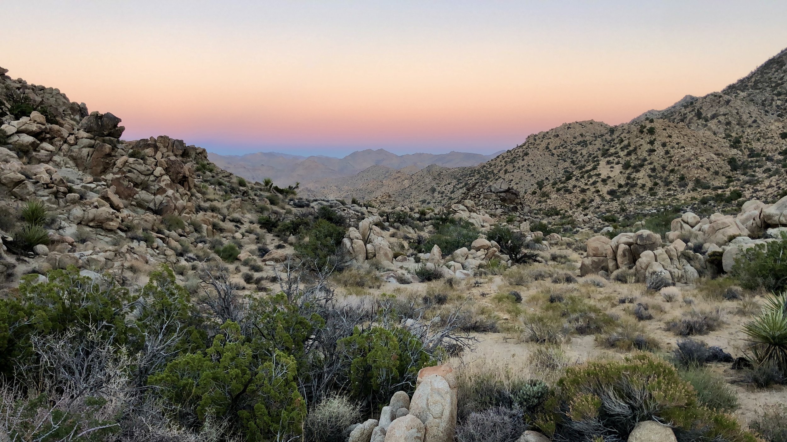 mojave desert fauna