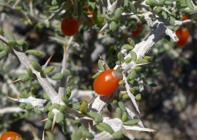 Anderson thornbush (Lycium andersonii)