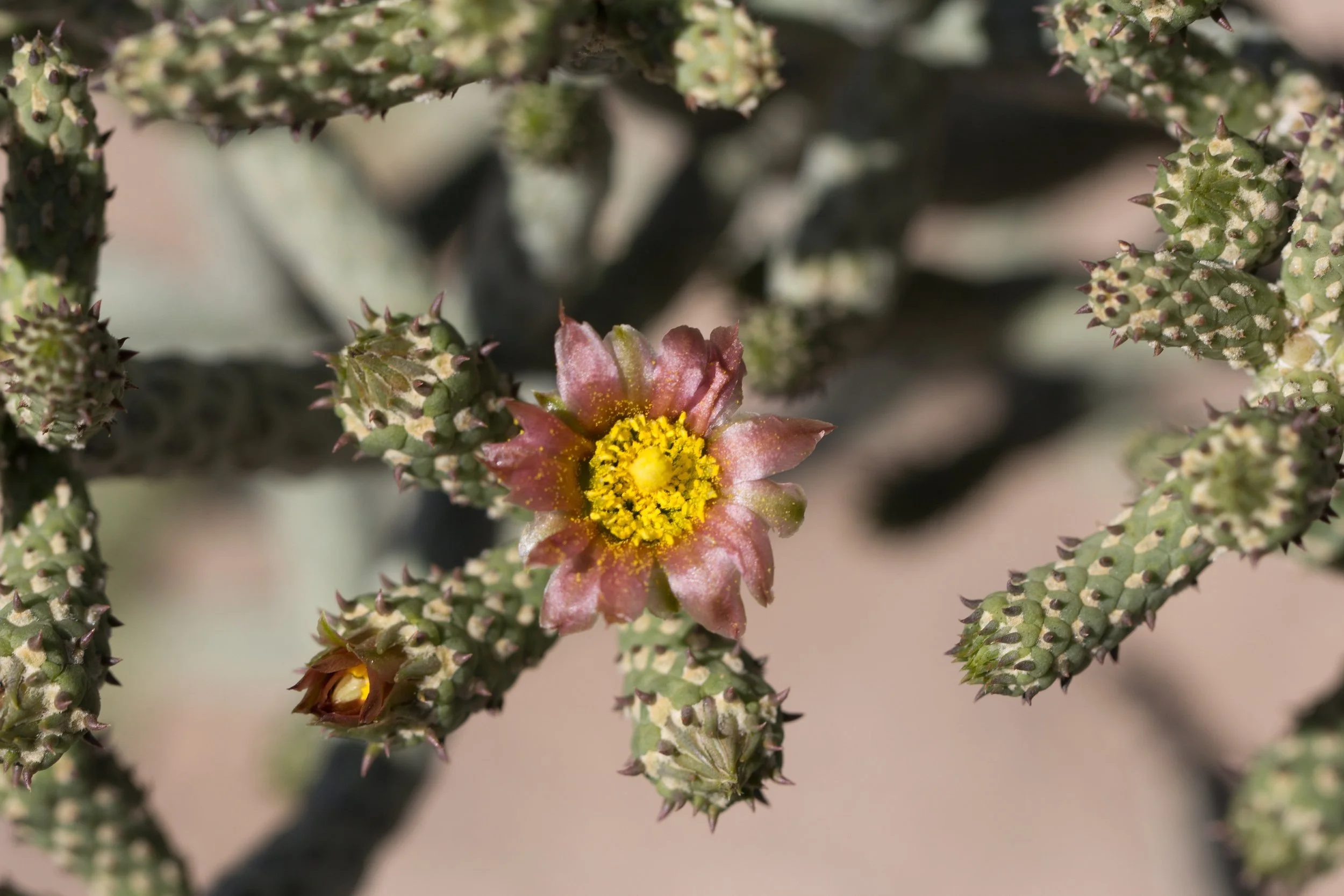Cylindropuntia ramosissima flower-1 (1).jpg
