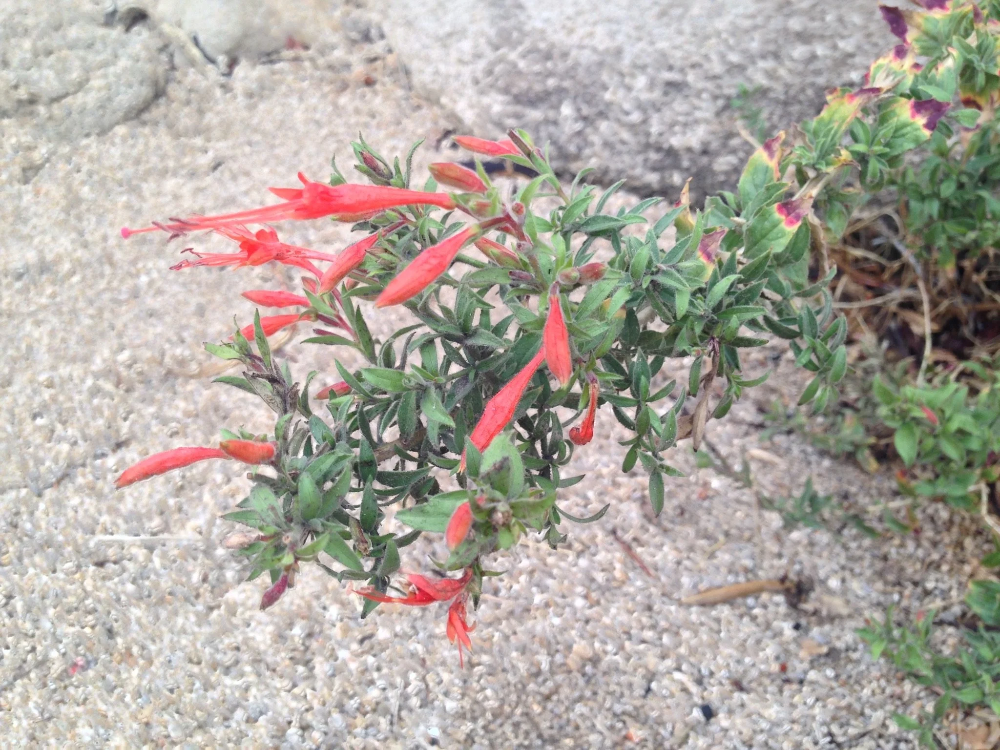 Epilobium canum CA fuchsia_JOTR_1.jpg