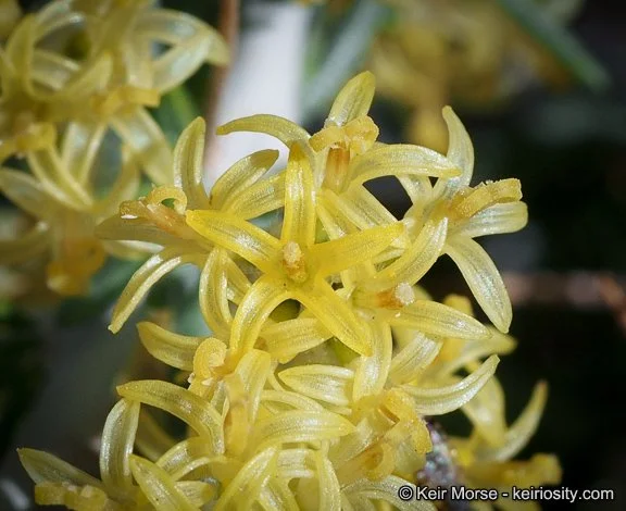 Catclaw horsebrush (Tetradymia axillaris)