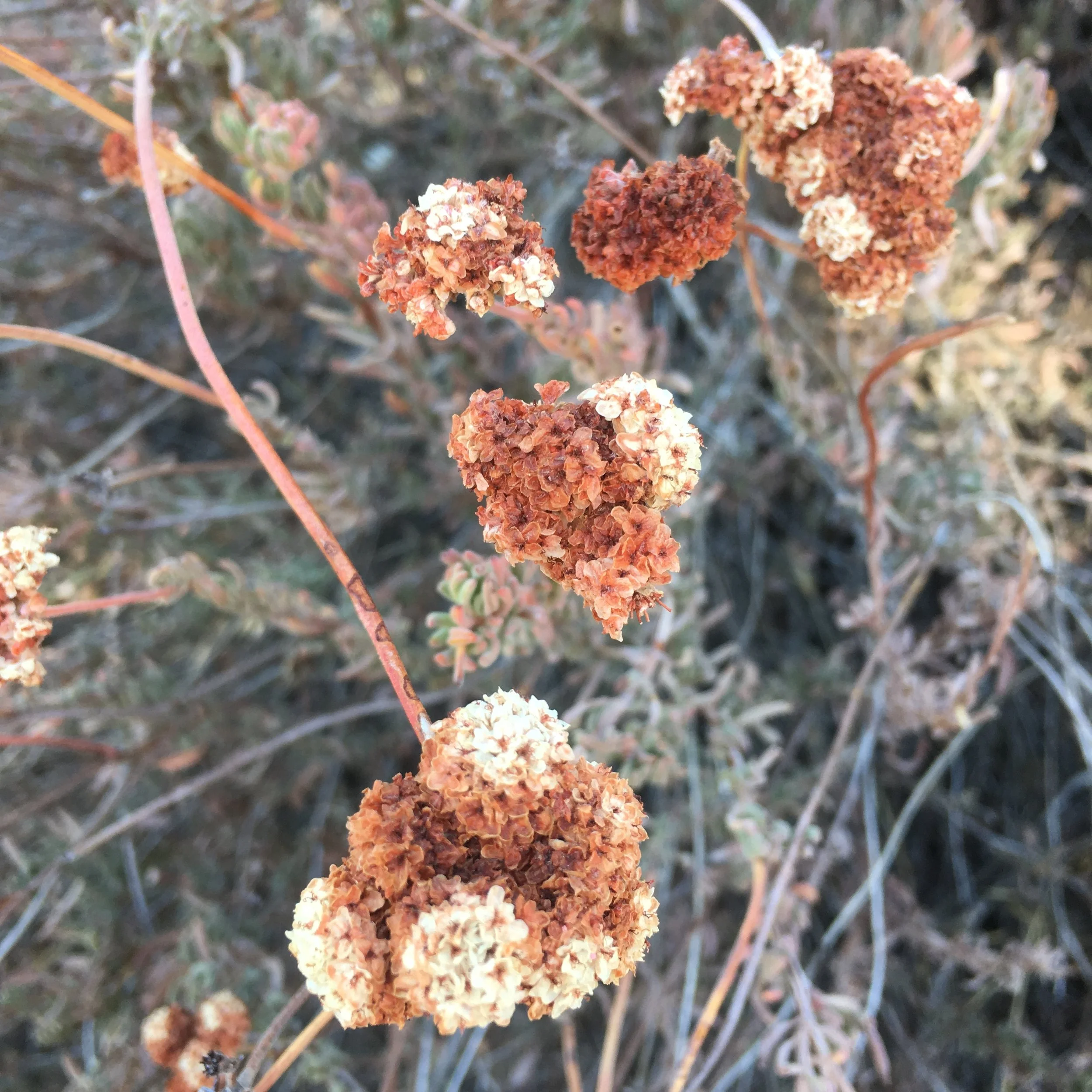 California buckwheat (Eriogonum fasciculatum var. polifolium)