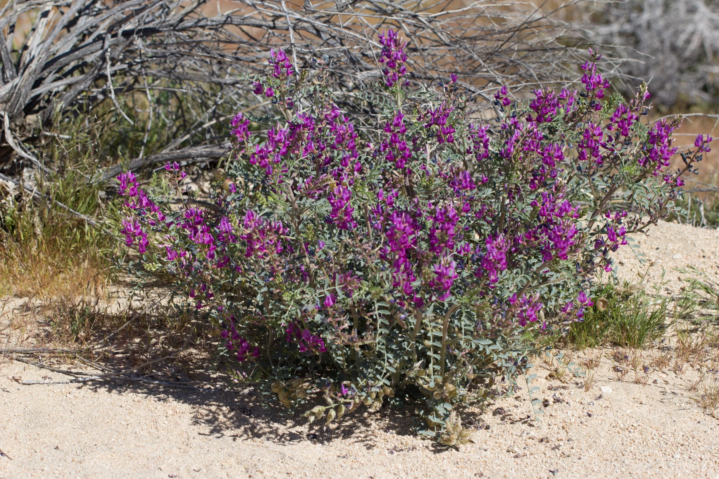 Astragalus lentiginosus-1.jpg