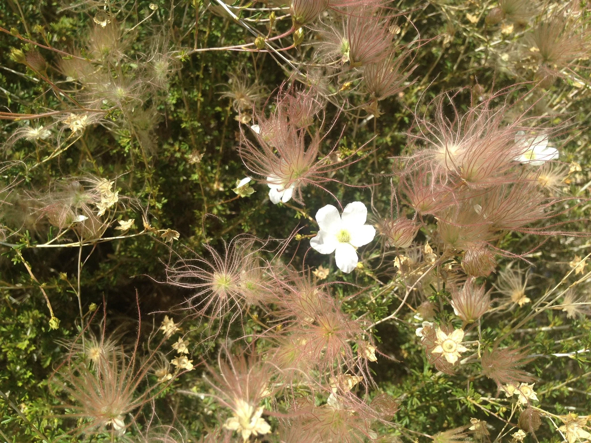 Fallugia paradoxa Apache Plume_1.jpg