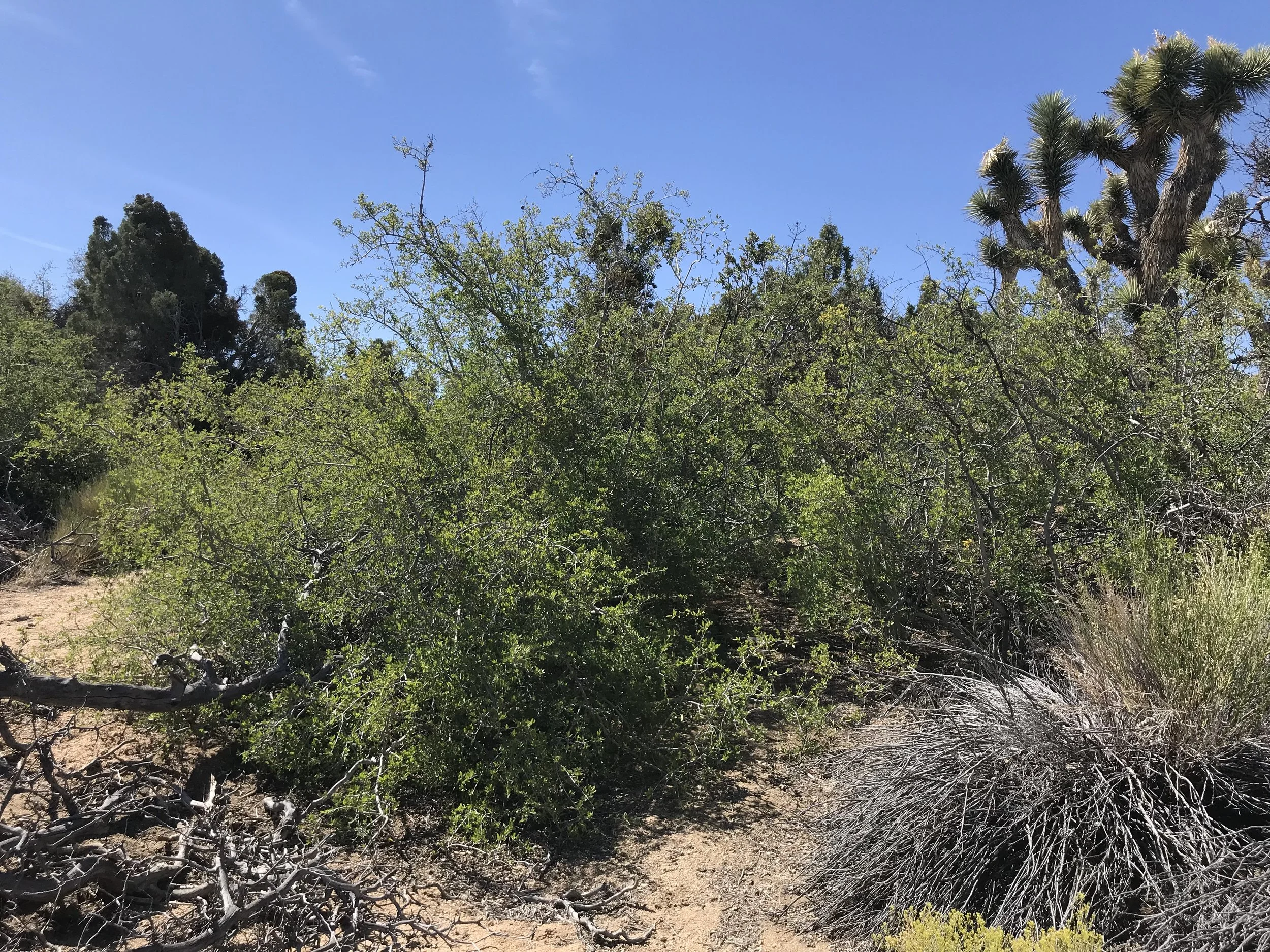 desert olive full_madena.jpg