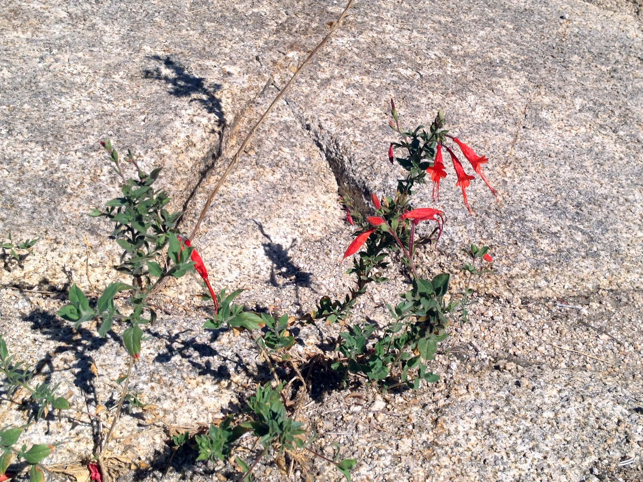 Epilobium canum CA fuchsia_JOTR_3.jpg