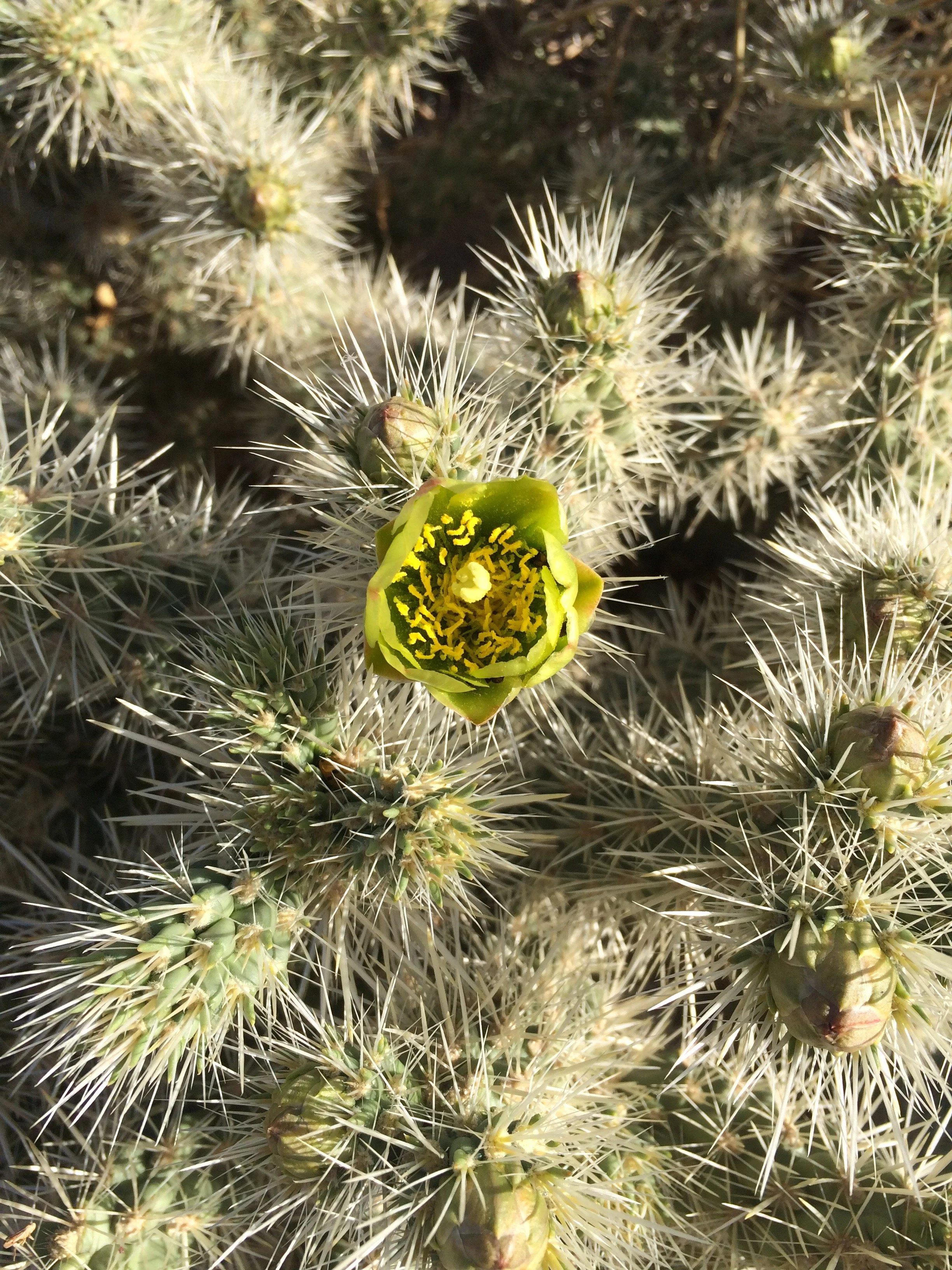 Silver cholla (Cylindropuntia echinocarpa)