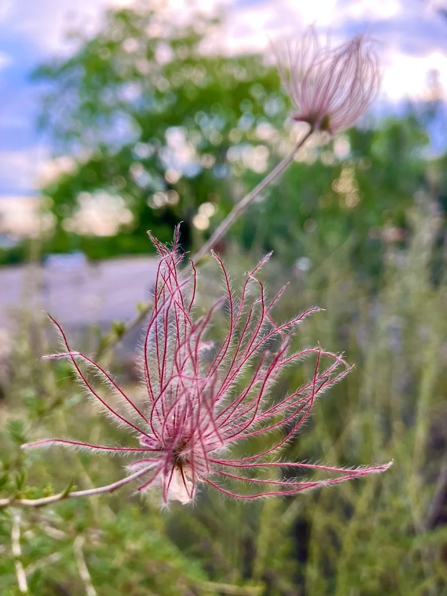 Apache plume (Fallugia paradoxa)