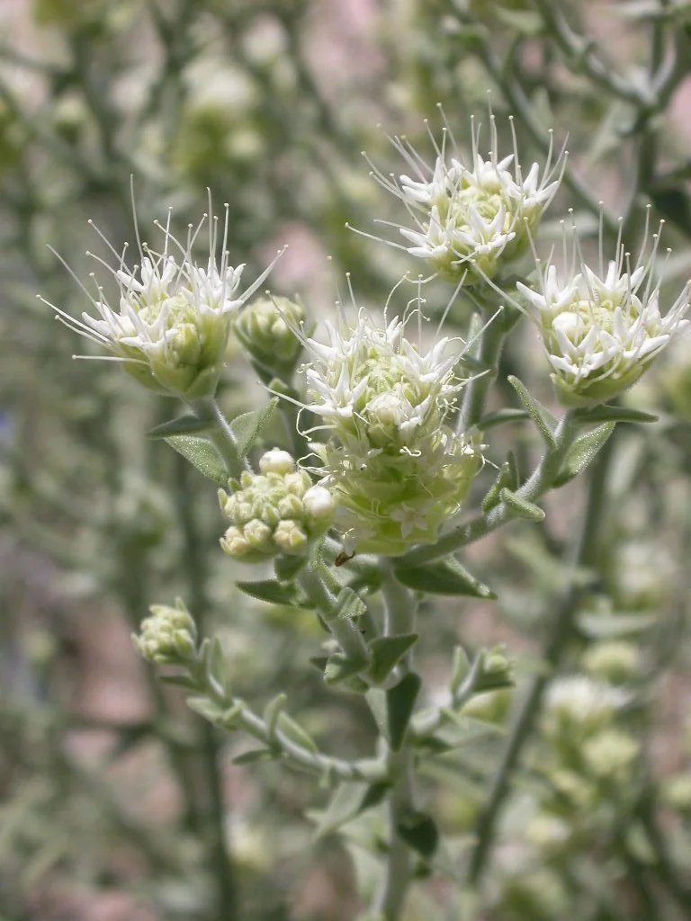 Sandpaper plant (Petalonyx thurberi)