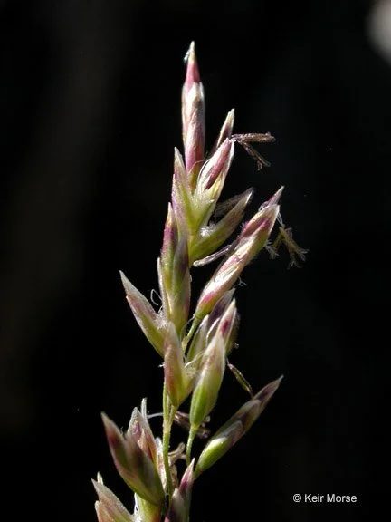One-sided bluegrass (Poa secunda ssp. Secunda)
