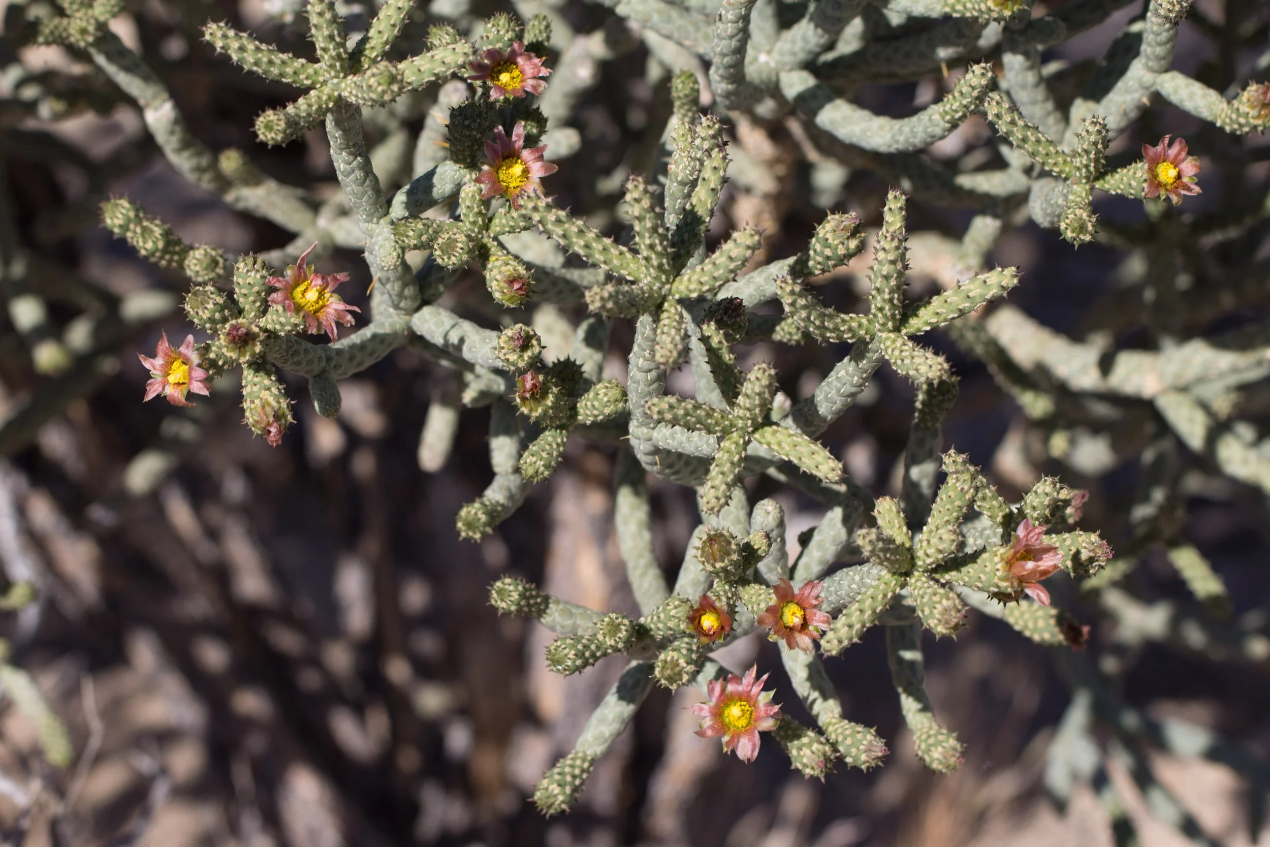 Cylindropuntia ramosissima flower-5.jpg