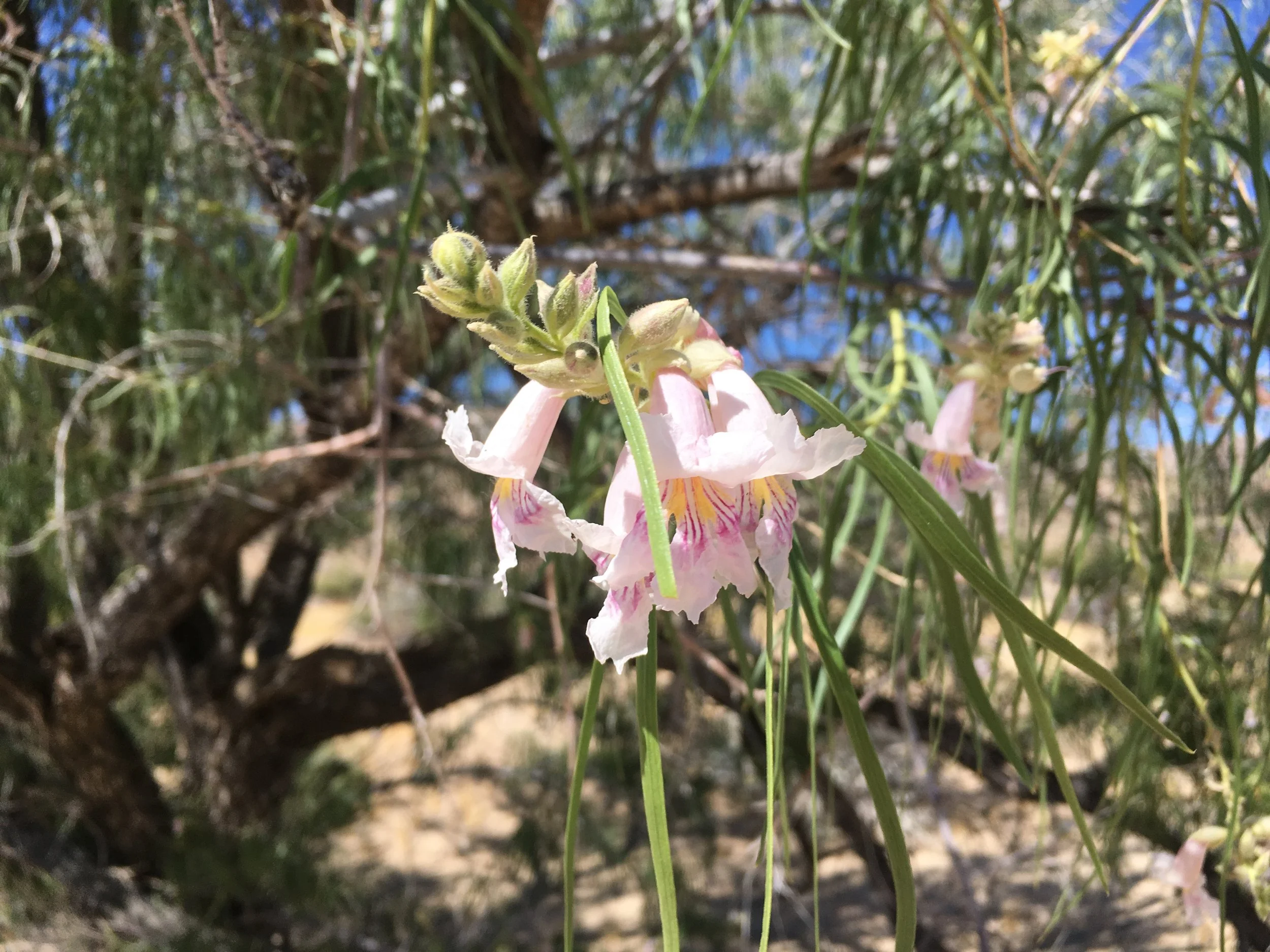Chilopsis linearis Desert Willow_QW.JPG