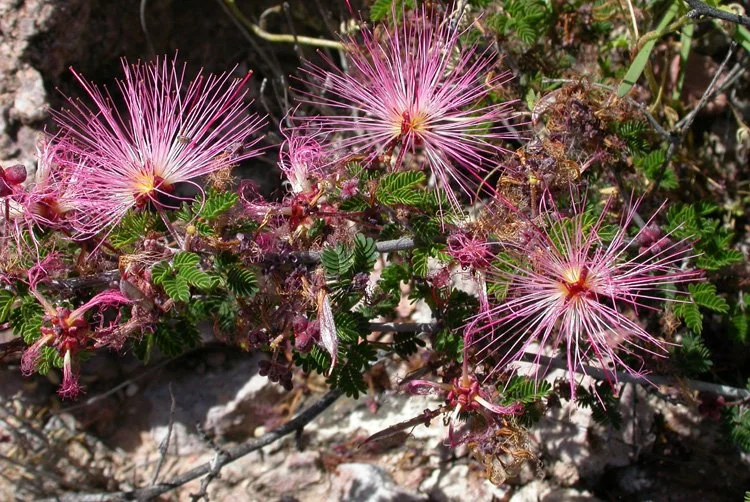 Fairyduster (Calliandra eriophylla)