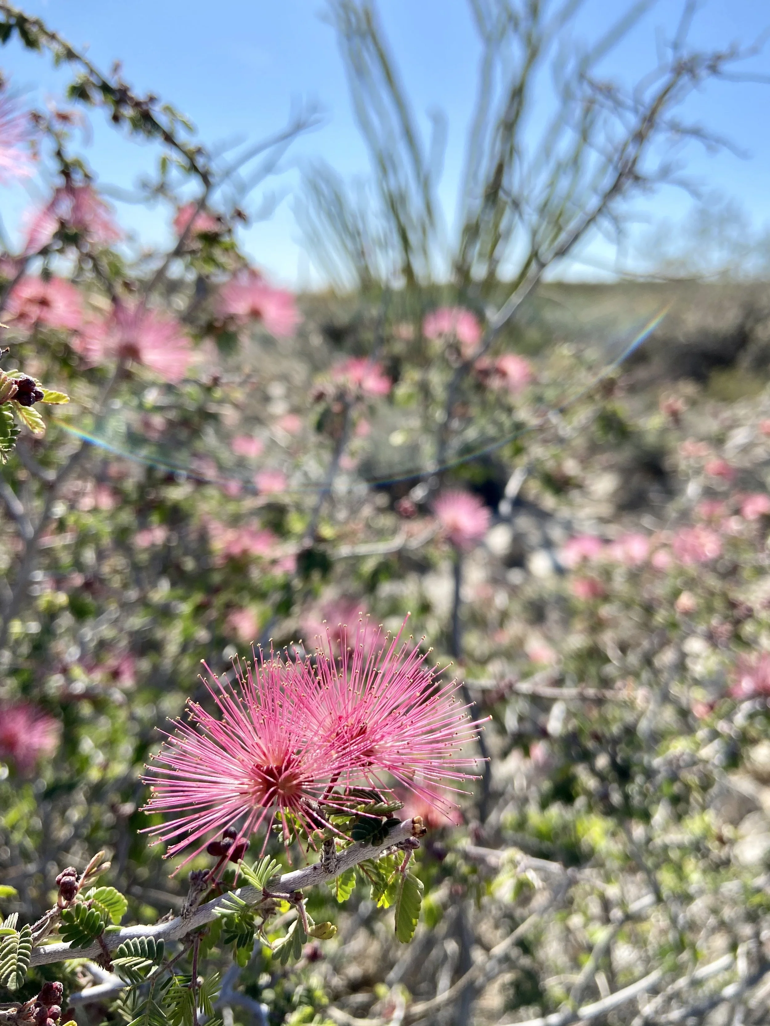 Chuckwalla_pink fairy duster ES.jpg