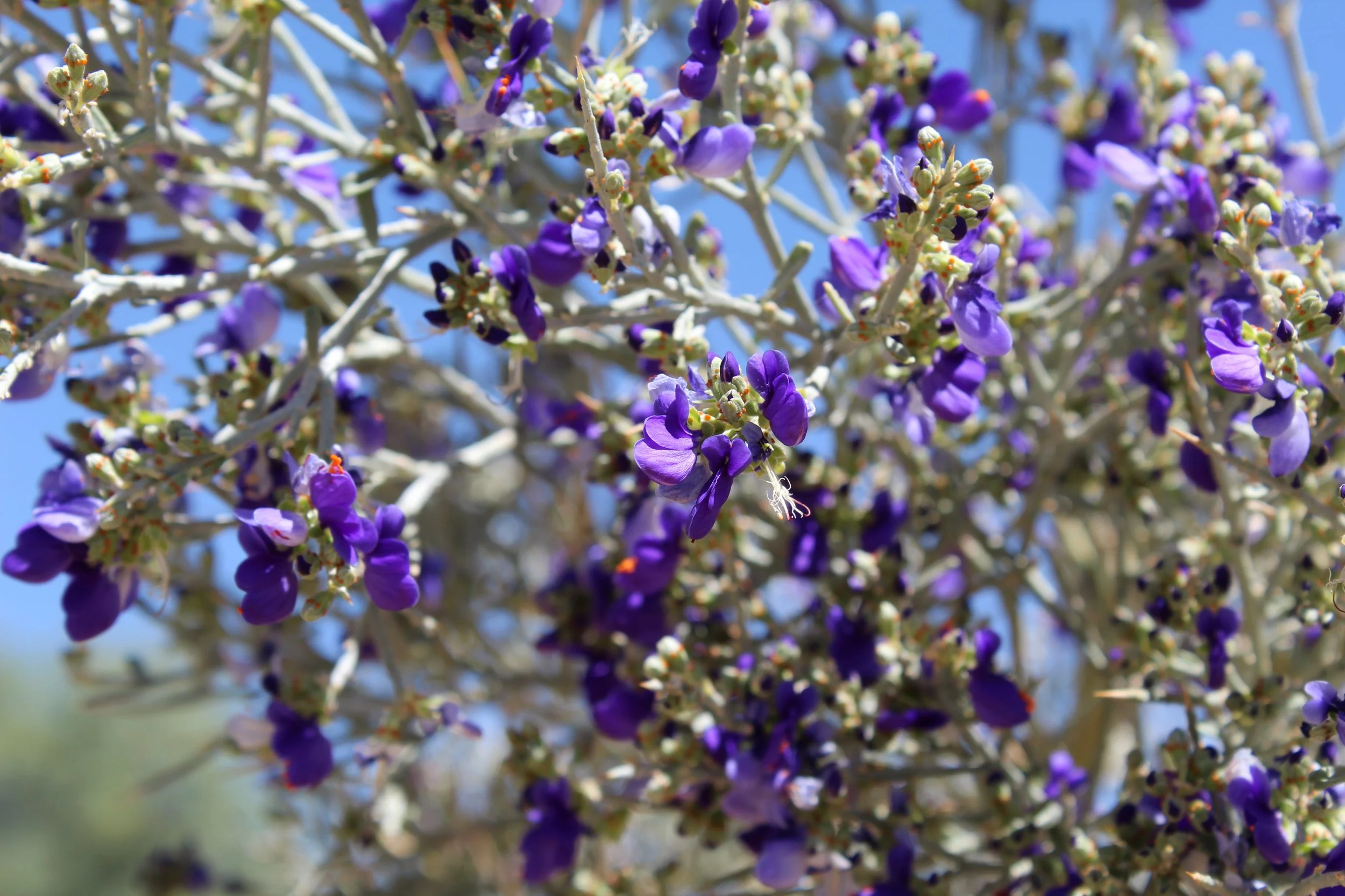 Smoke tree (Psorothamnus spinosus)