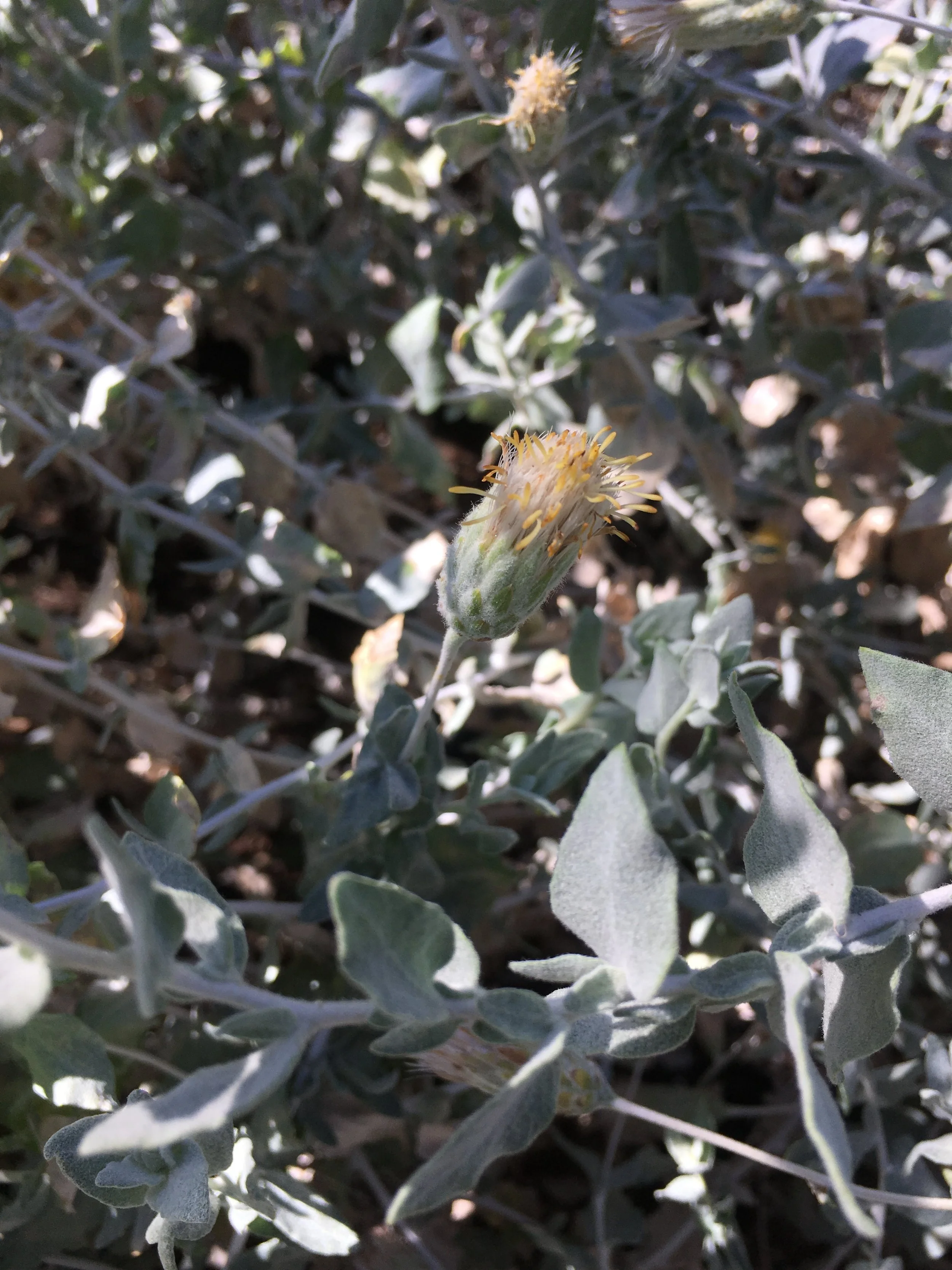 Brickellia incana Woolly Bricklebush_QW_2.jpg