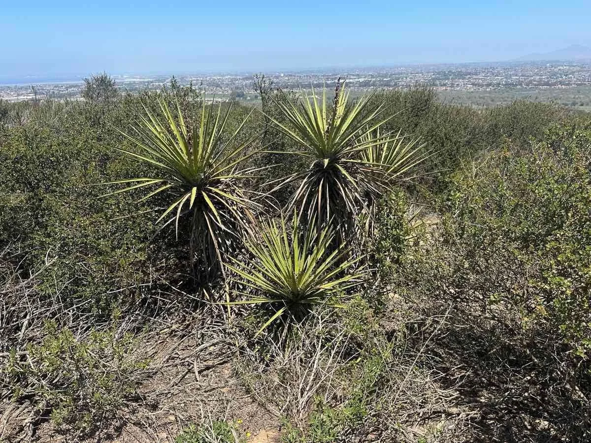 Mojave yucca (Yucca schidigera)