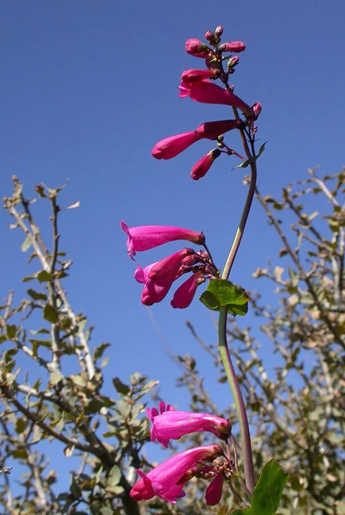 desert penstemon chris christie.jpeg