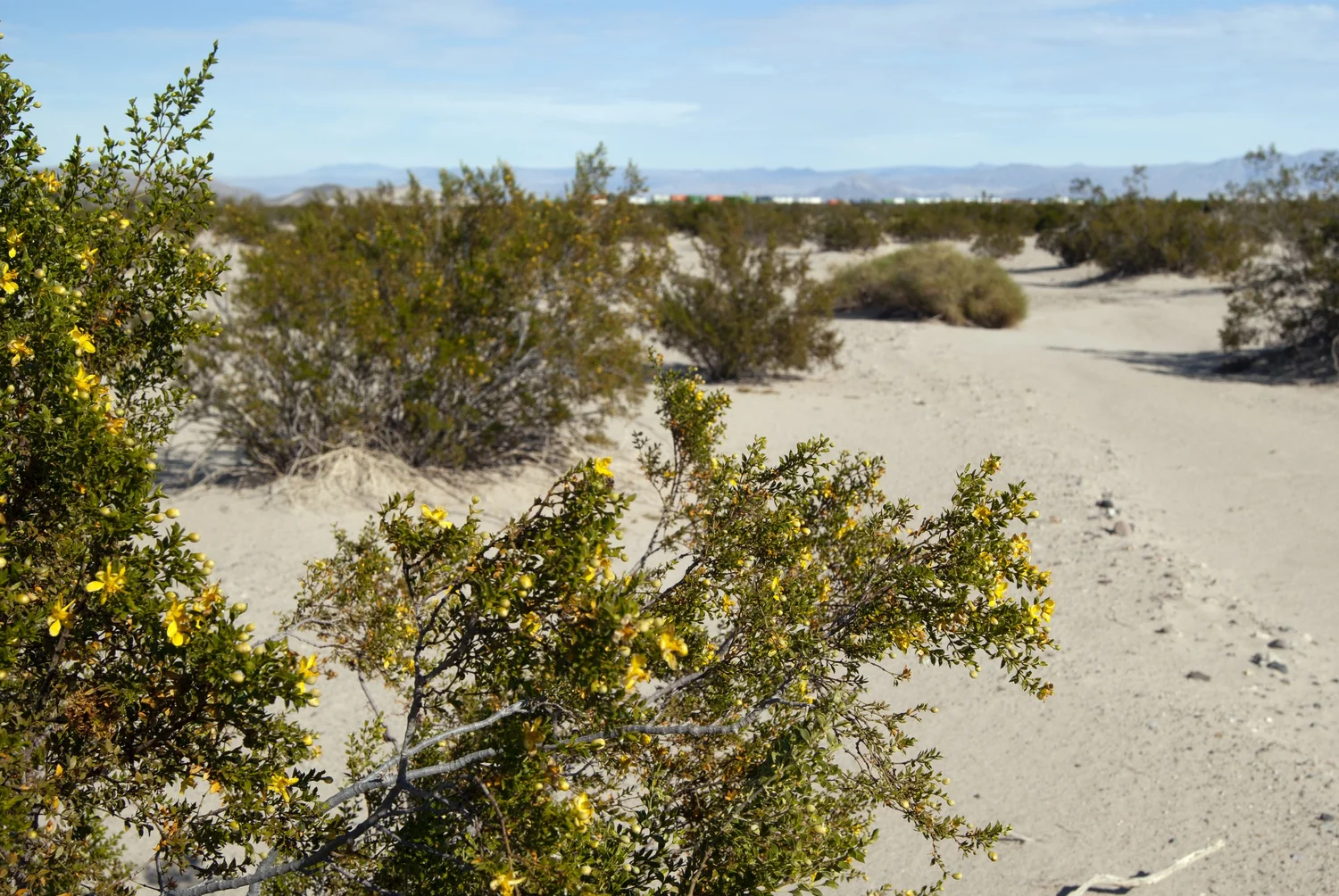 Mojave Desert Land Trust