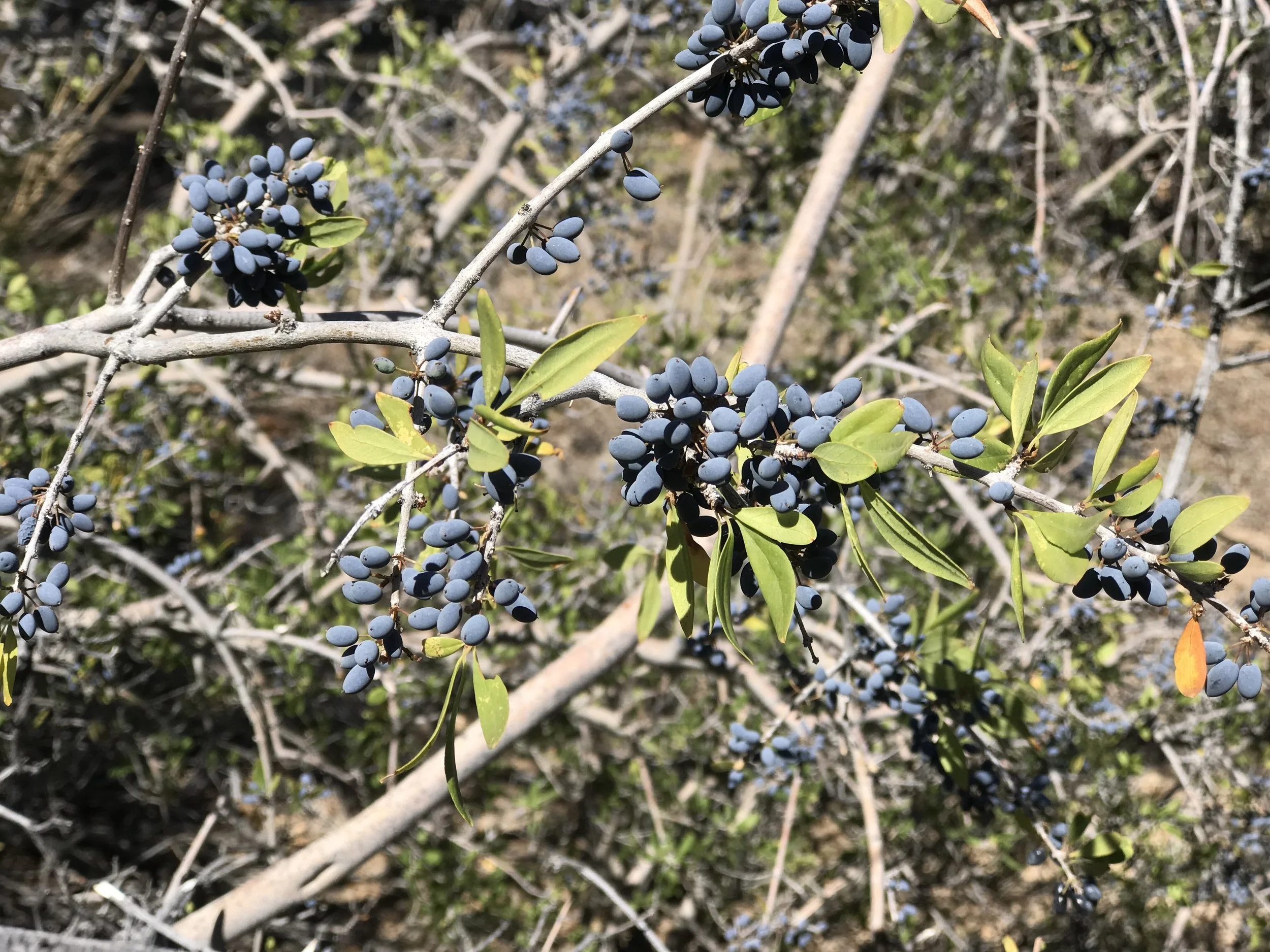 desert olive_madena.jpg
