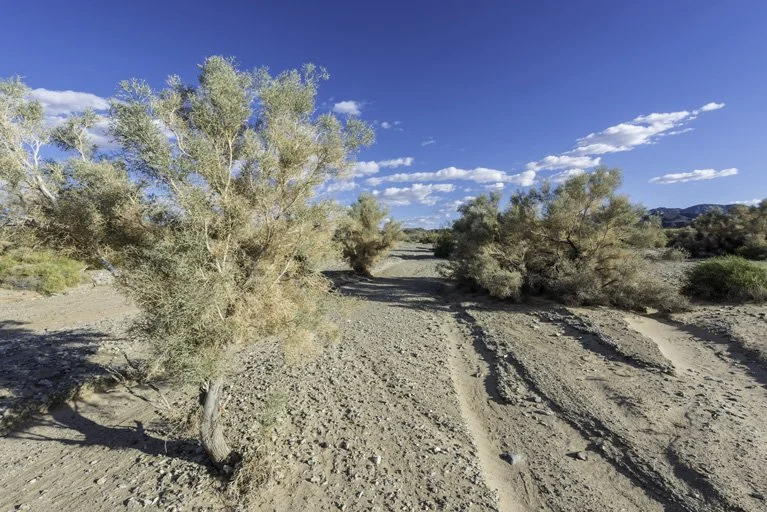 Corsi smoke tree.jpeg