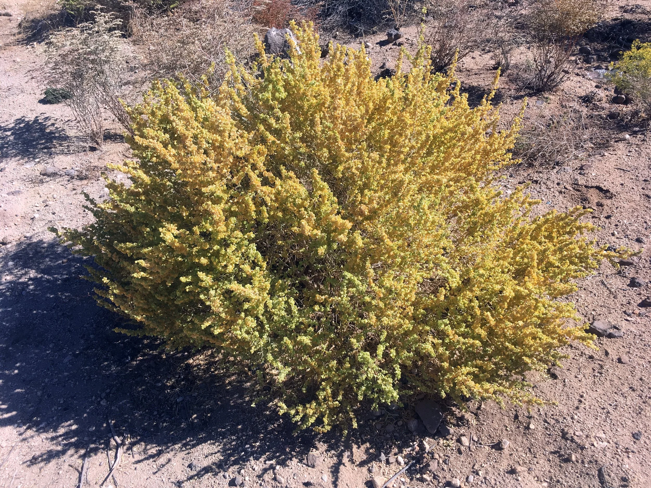 Atriplex canescens_OWS.JPG