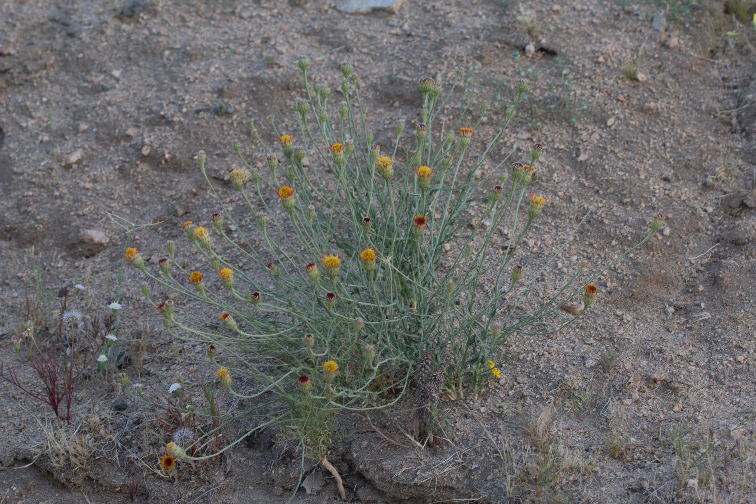 MA_Adenophyllum cooperi-2.jpg