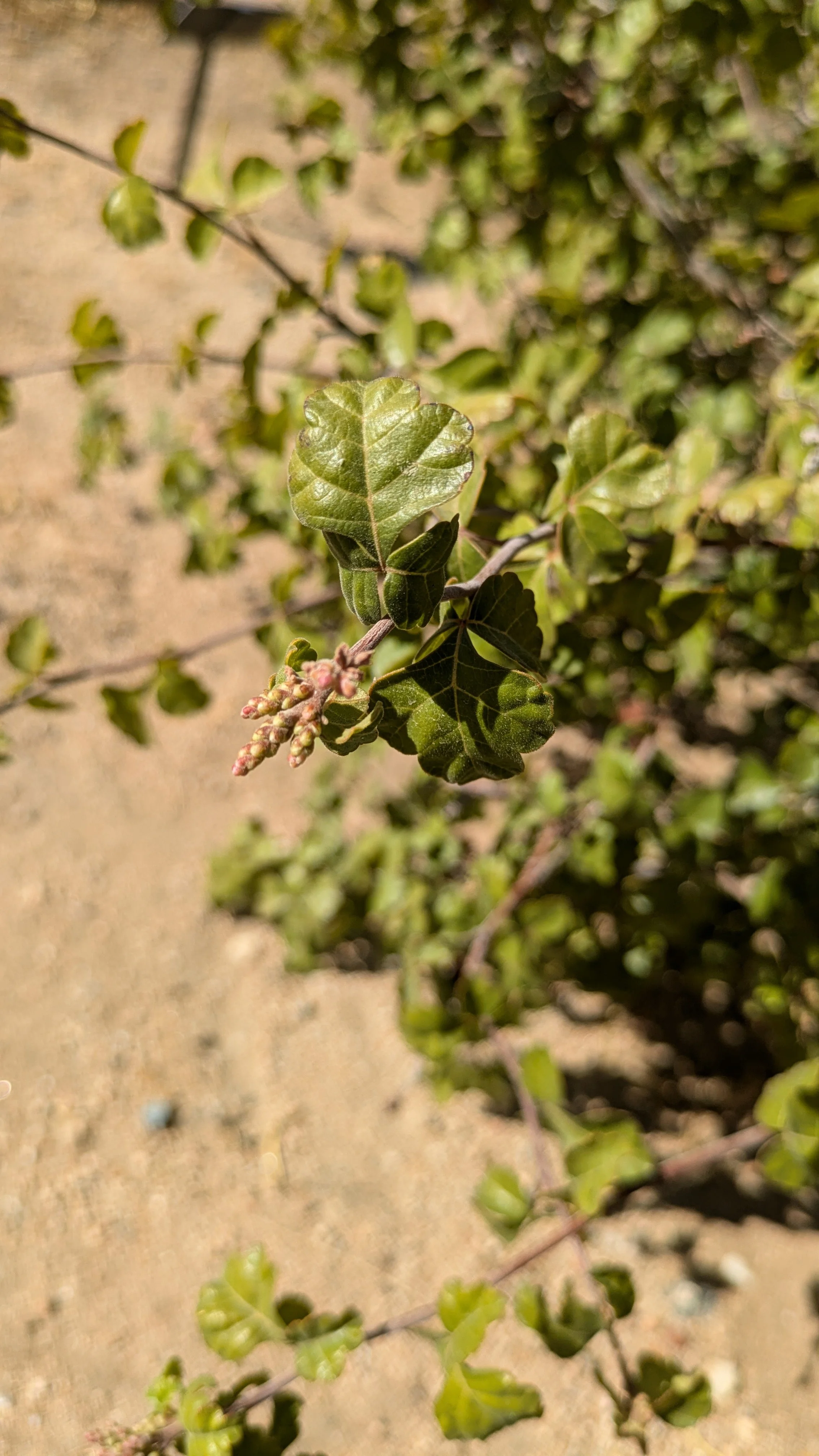 PXL_20241016_212806607.MP.jpg