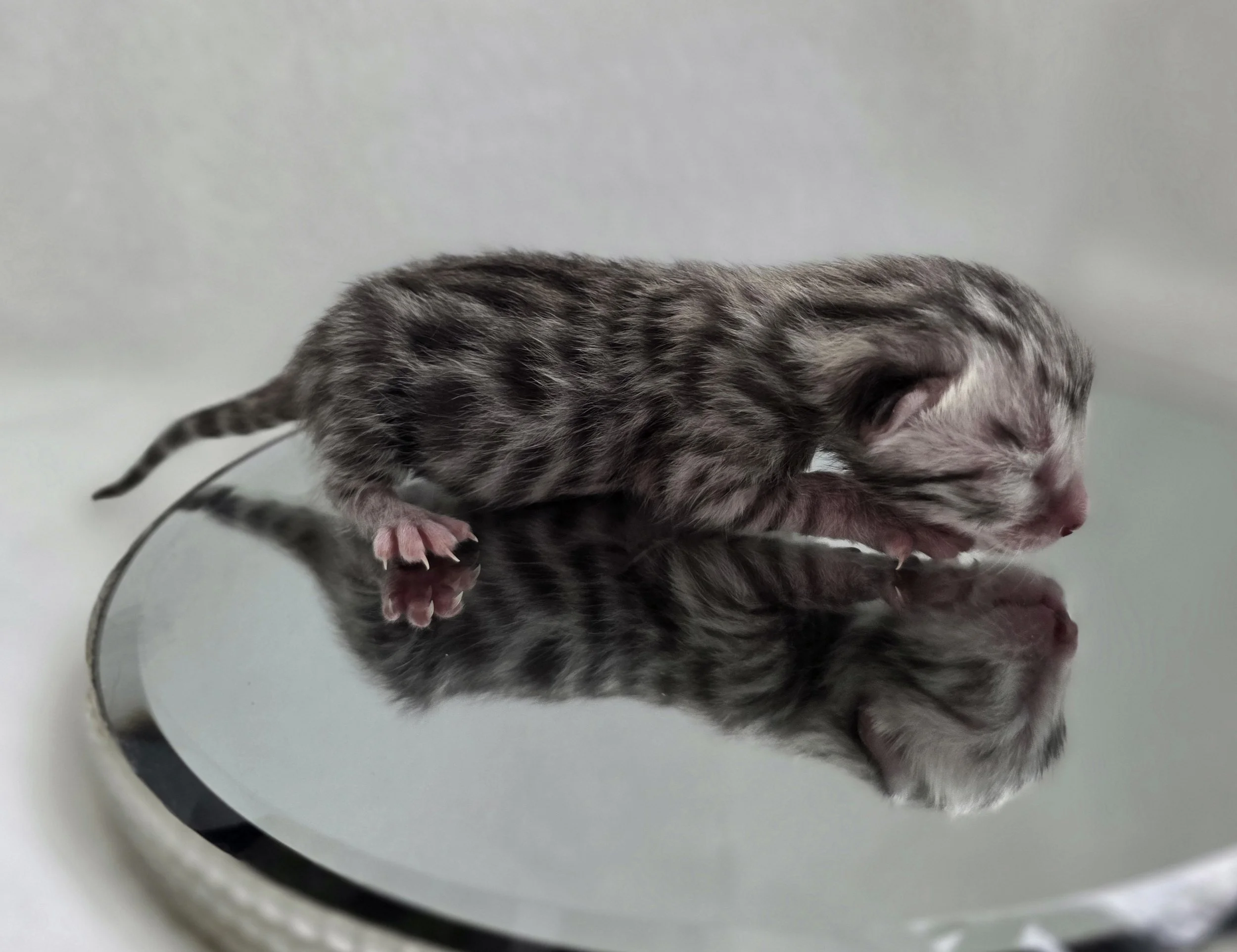 Newborn Female Silver Bengal Kitten