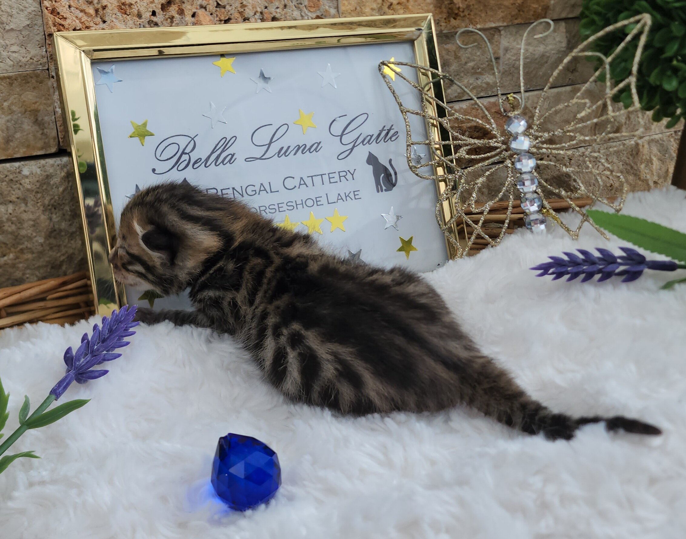 Purebred TICA Registered Male Brown Rosette Bengal Kitten Available in Minnesota