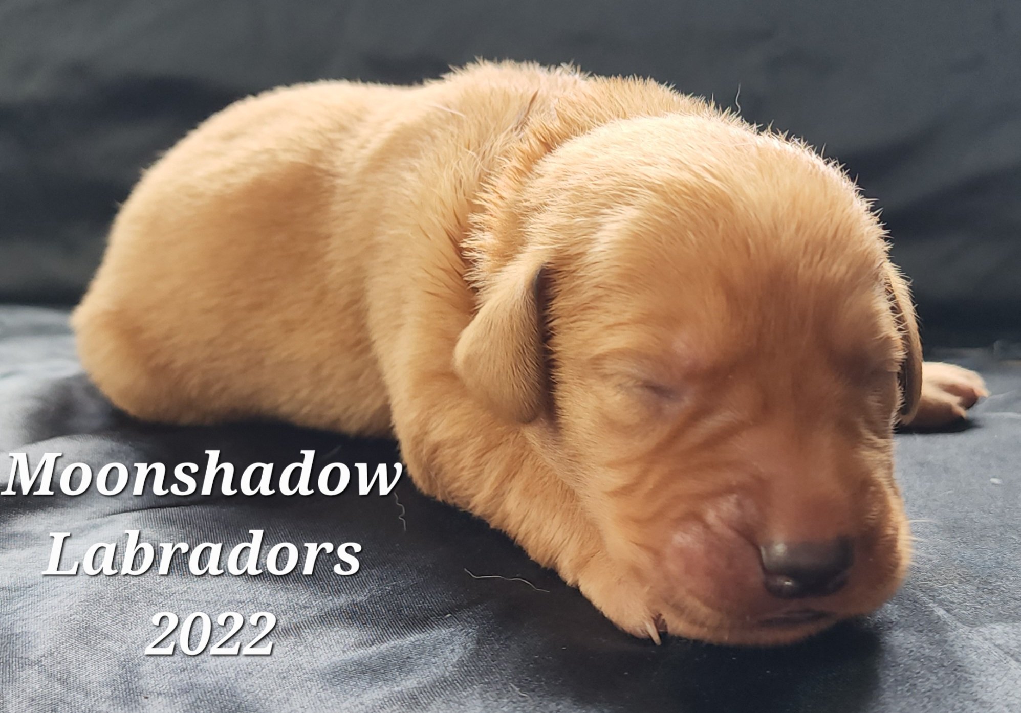 Male Yellow Fox Red Labrador Retriever Puppy in Minnesota