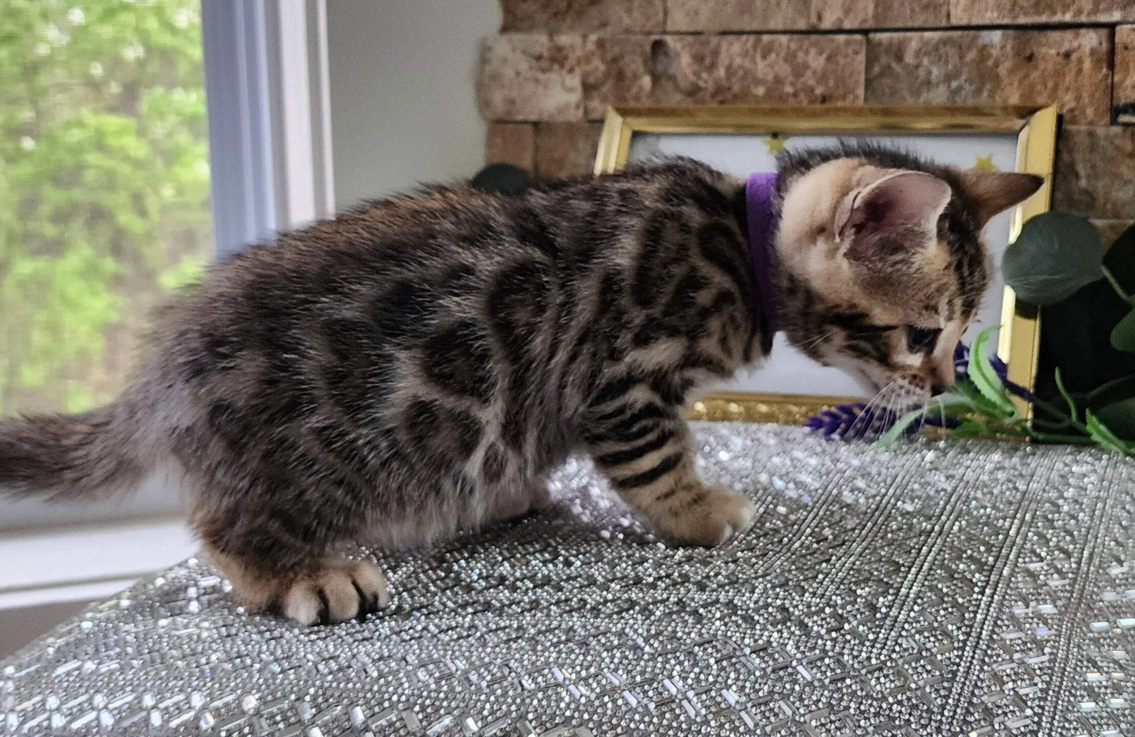 Purebred TICA Registered Female Brown Rosette Bengal Kitten Available in Minnesota