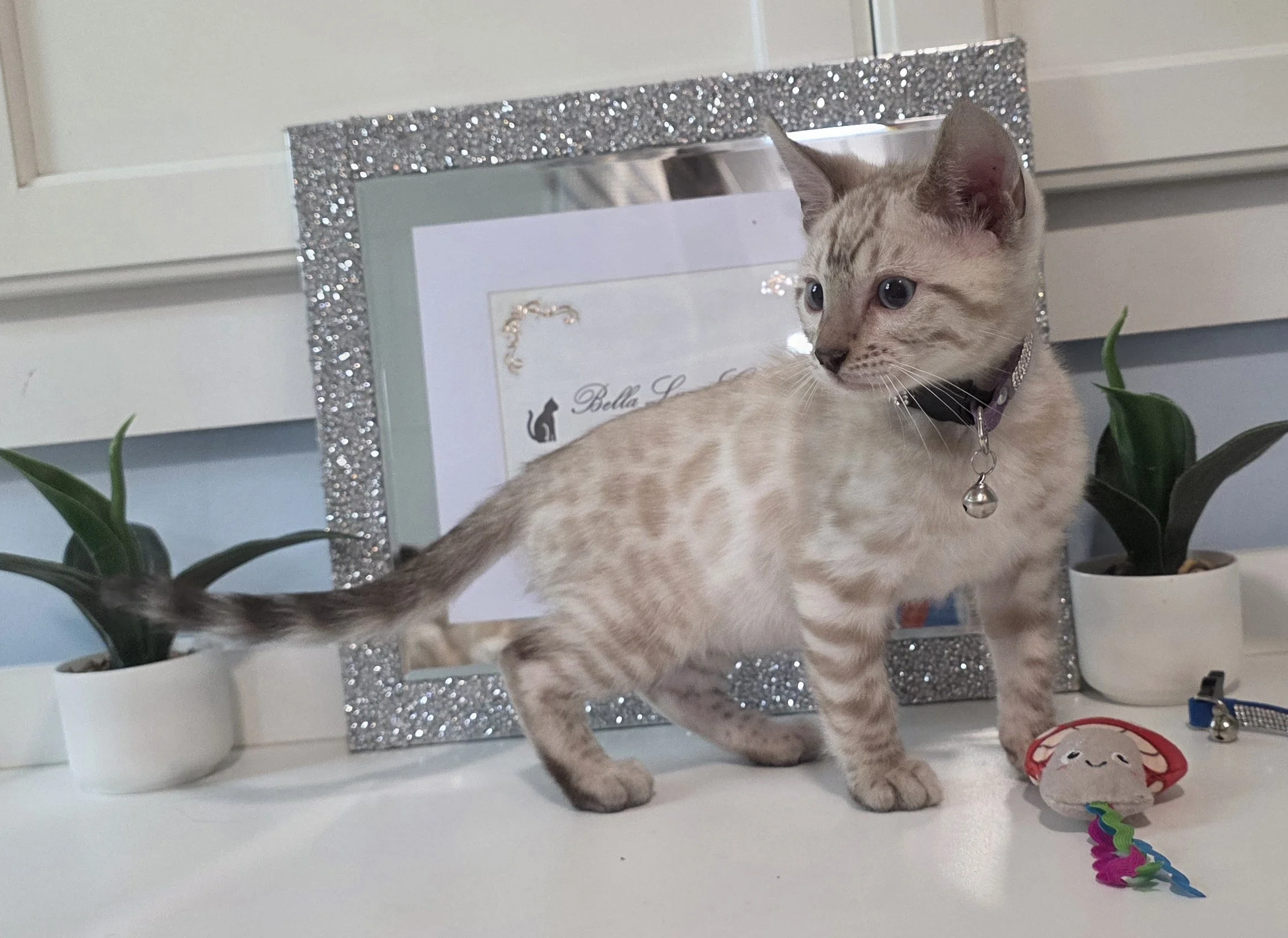Ten-Week-Old Male Snow Lynx Bengal Kitten