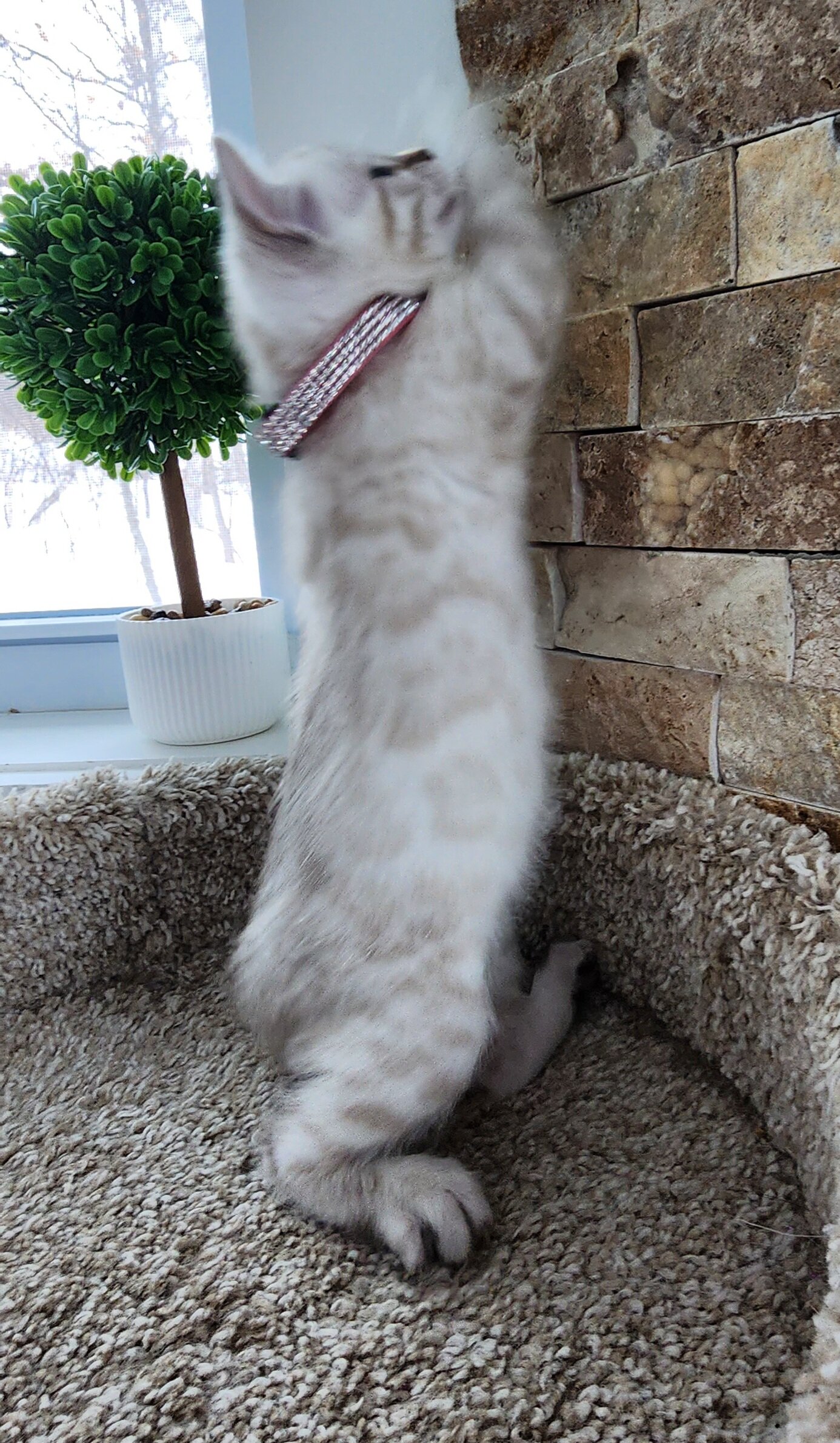 Purebred TICA Registered Female Snow Rosette Bengal Kitten in Minnesota