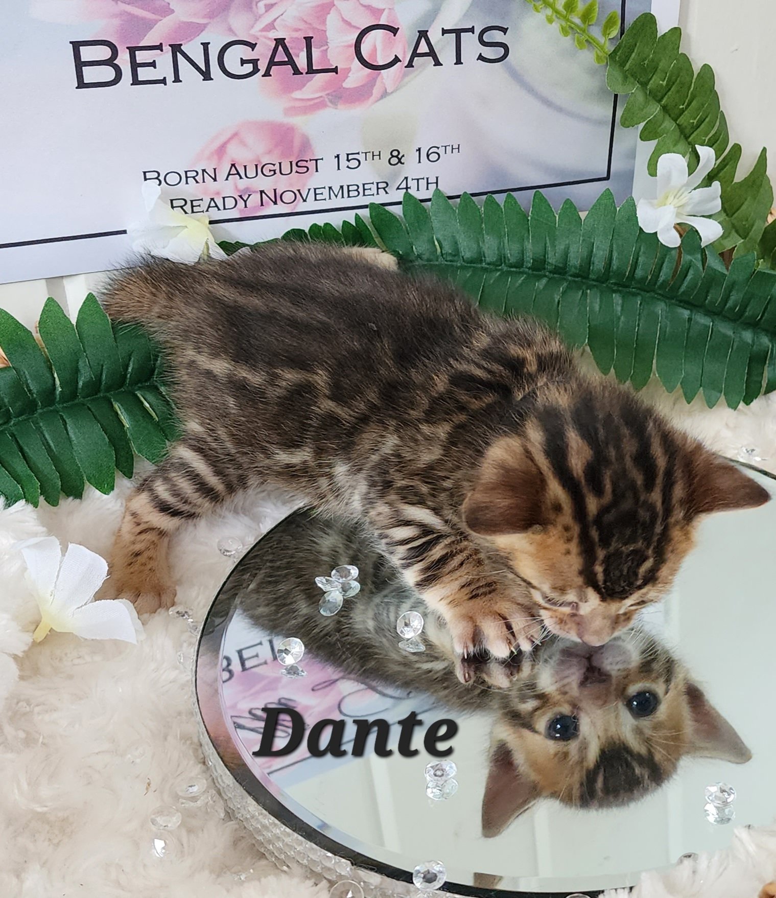 Male Brown/Black Rosette Bengal in Minnesota