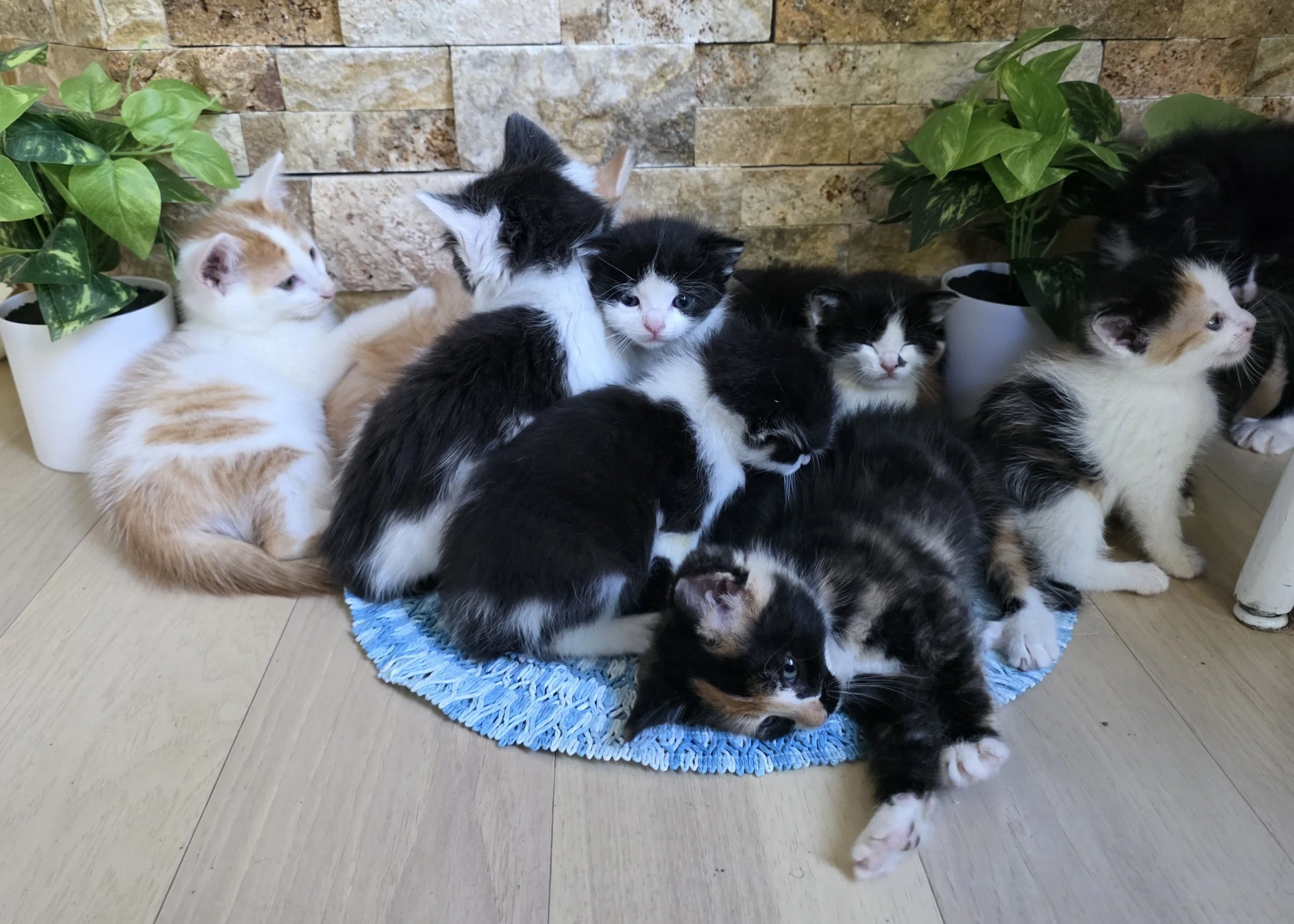 Cat Rescue in Central Minnesota — Starry Night Farm on Horseshoe Lake