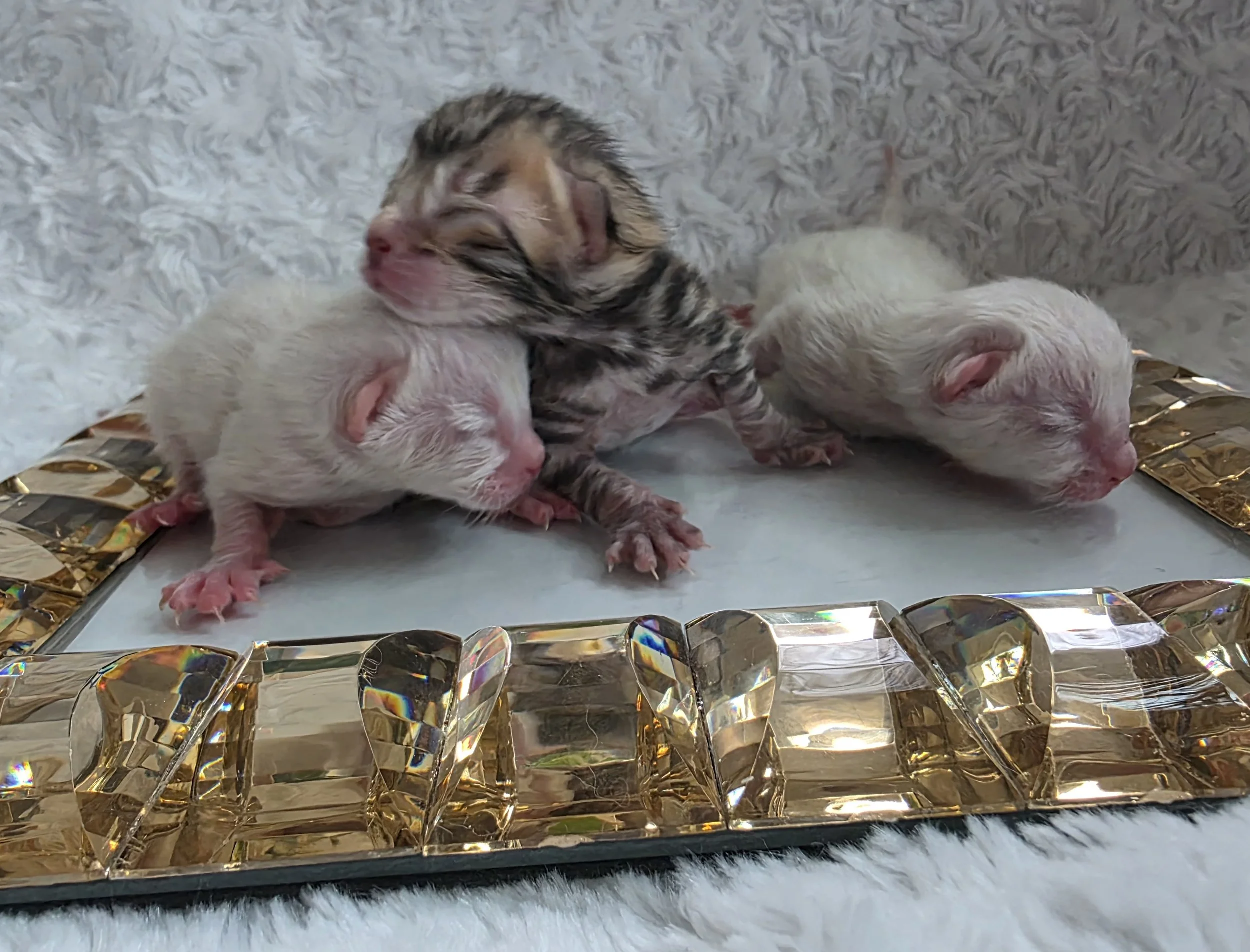 Newborn Bengal Kittens in Minnesota