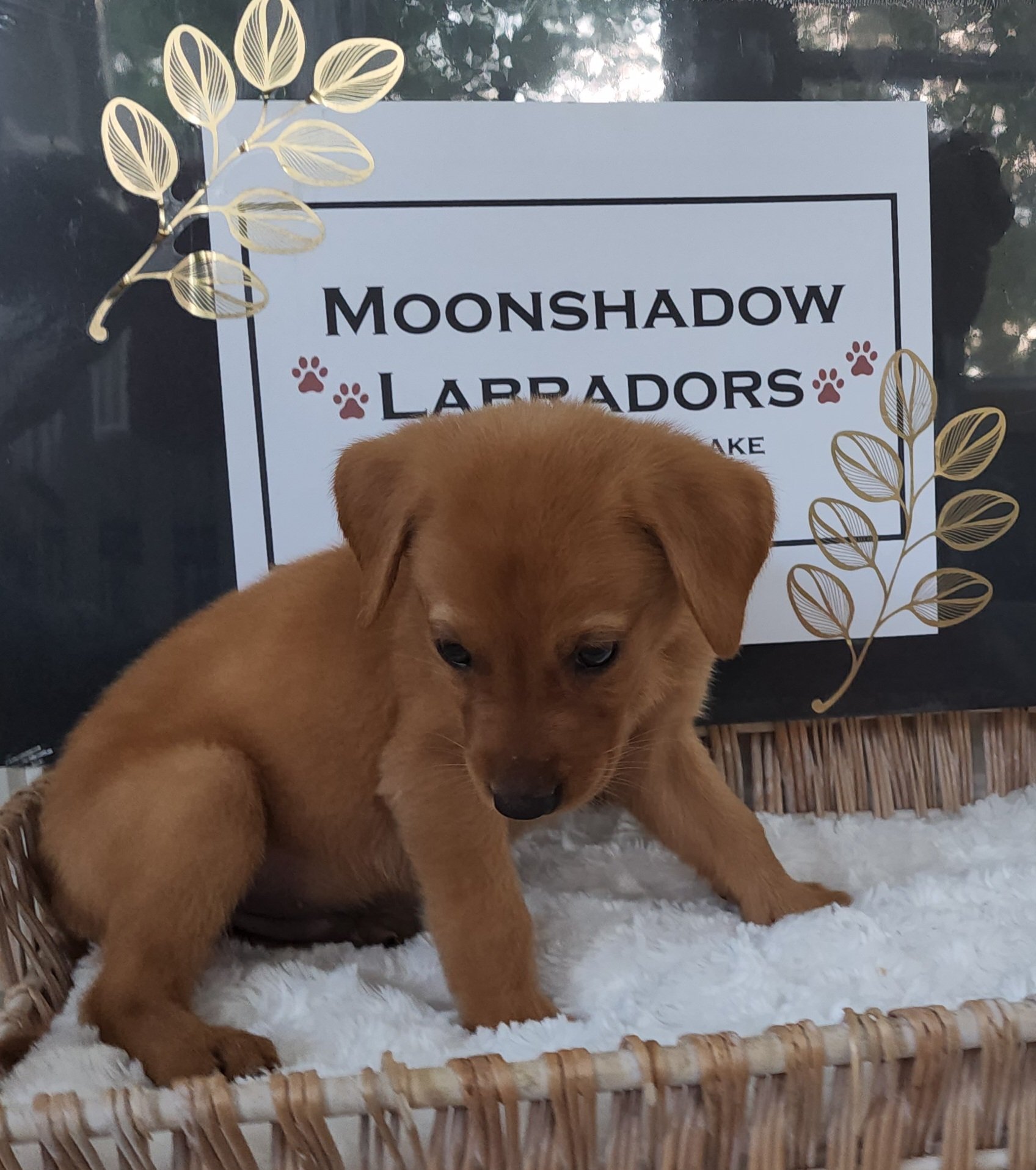 Fox Red Labrador Retriever Puppy in Minnesota