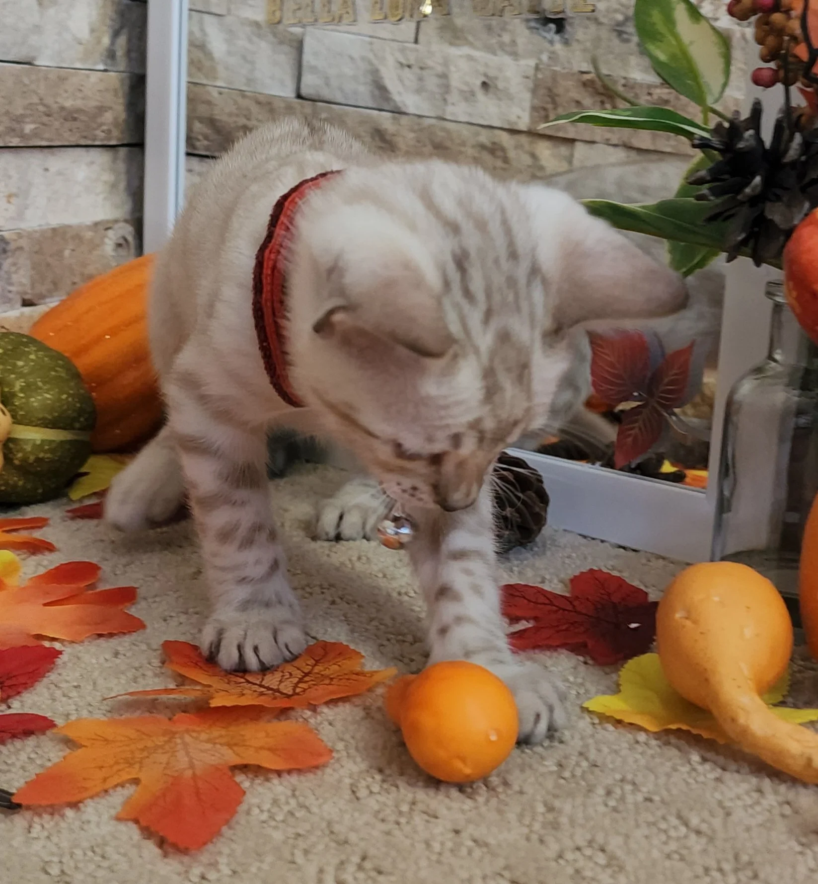 Male Snow Bengal in Minnesota