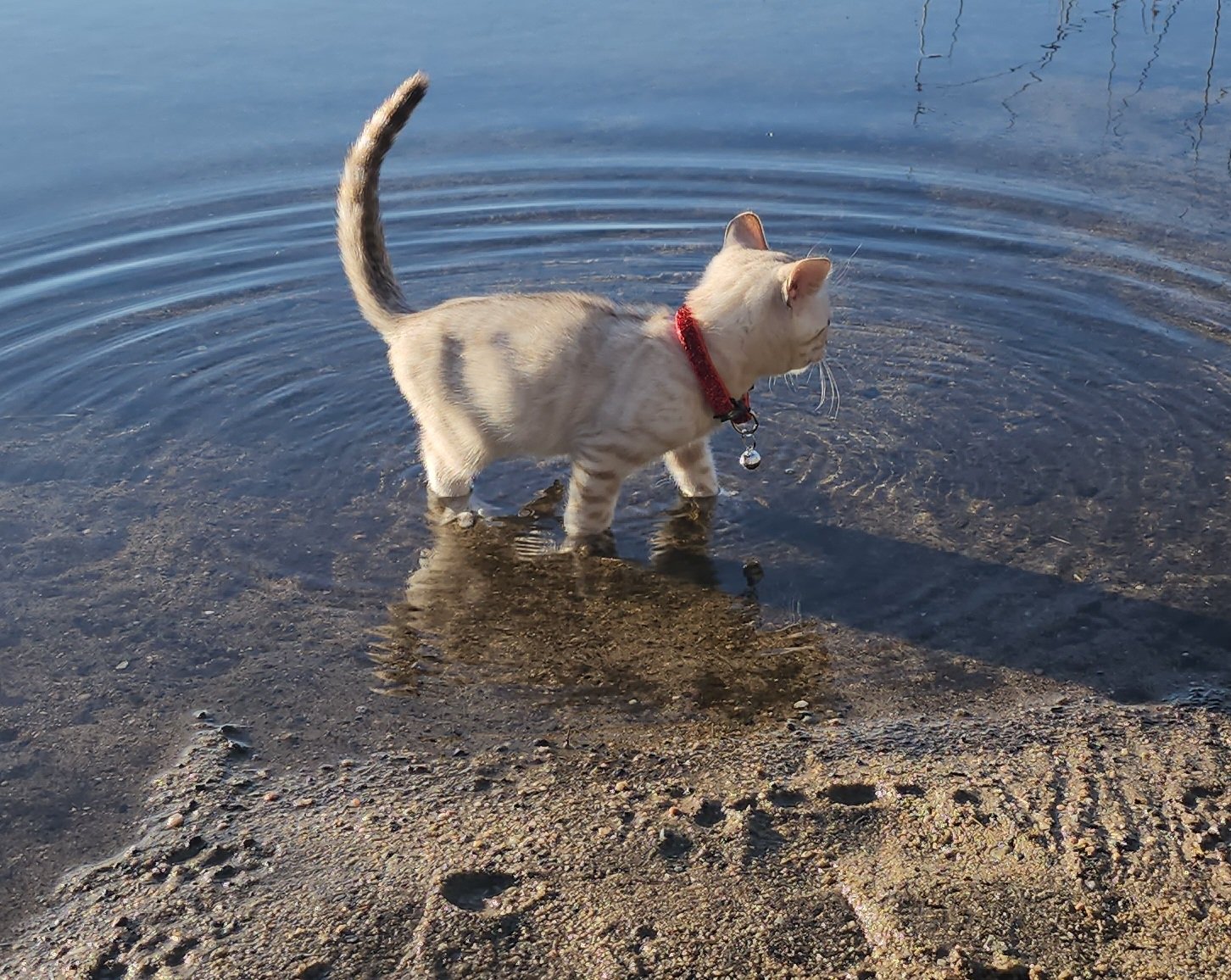 Male Snow Bengal in Minnesota