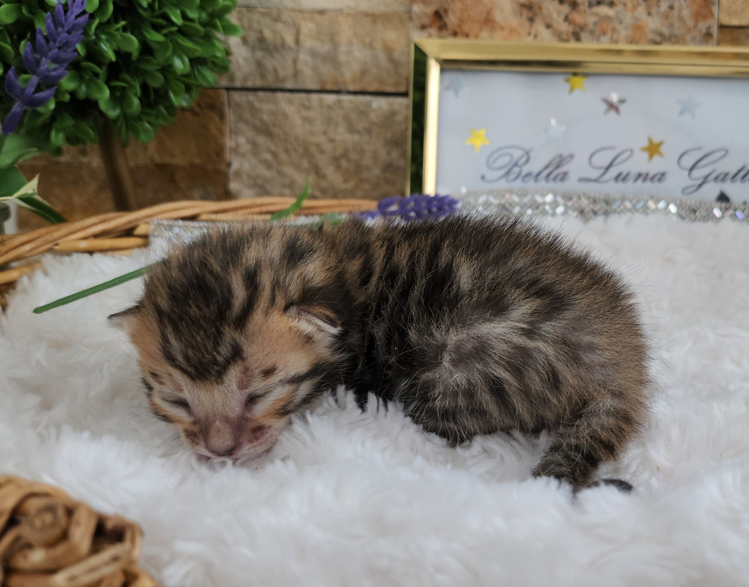 Purebred TICA Registered Female Snow Rosette Bengal Kitten in Minnesota