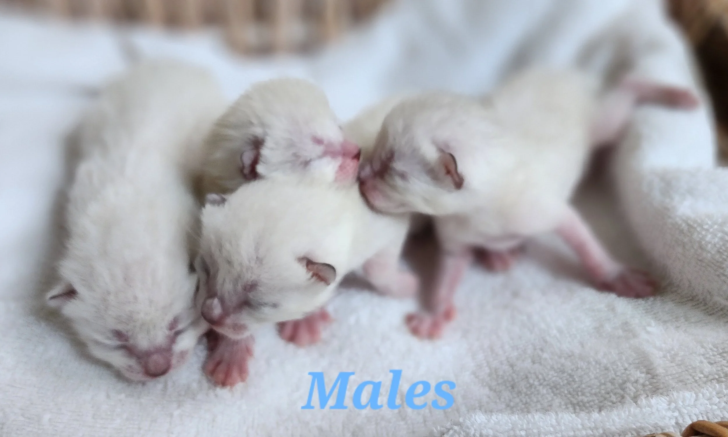Purebred TICA Registered Male and Female Snow and Brown Rosette Bengal Kitten Available in Minnesota